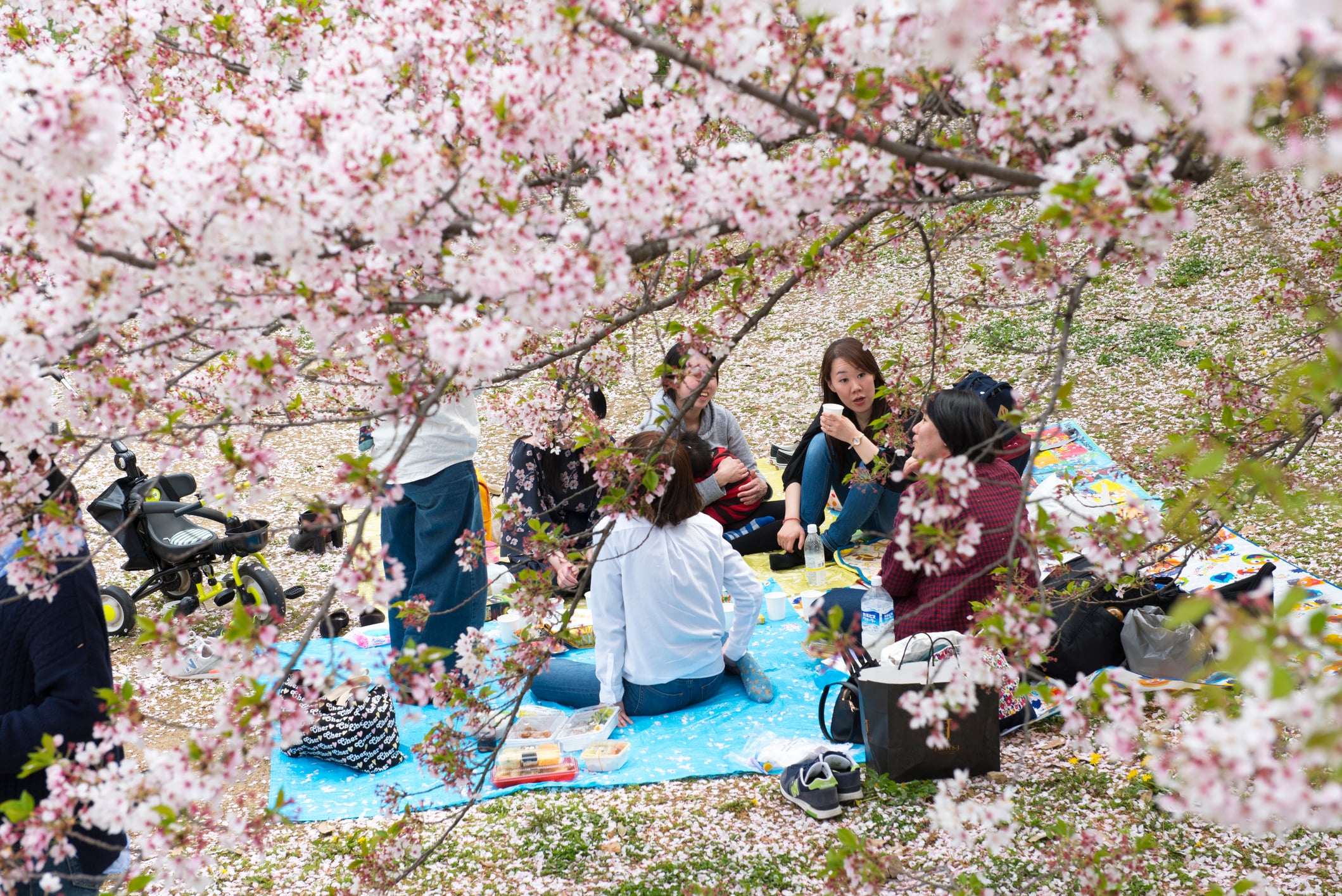 A group of women sitting on the ground in Hanami festival among cherry blossom trees in Japan.