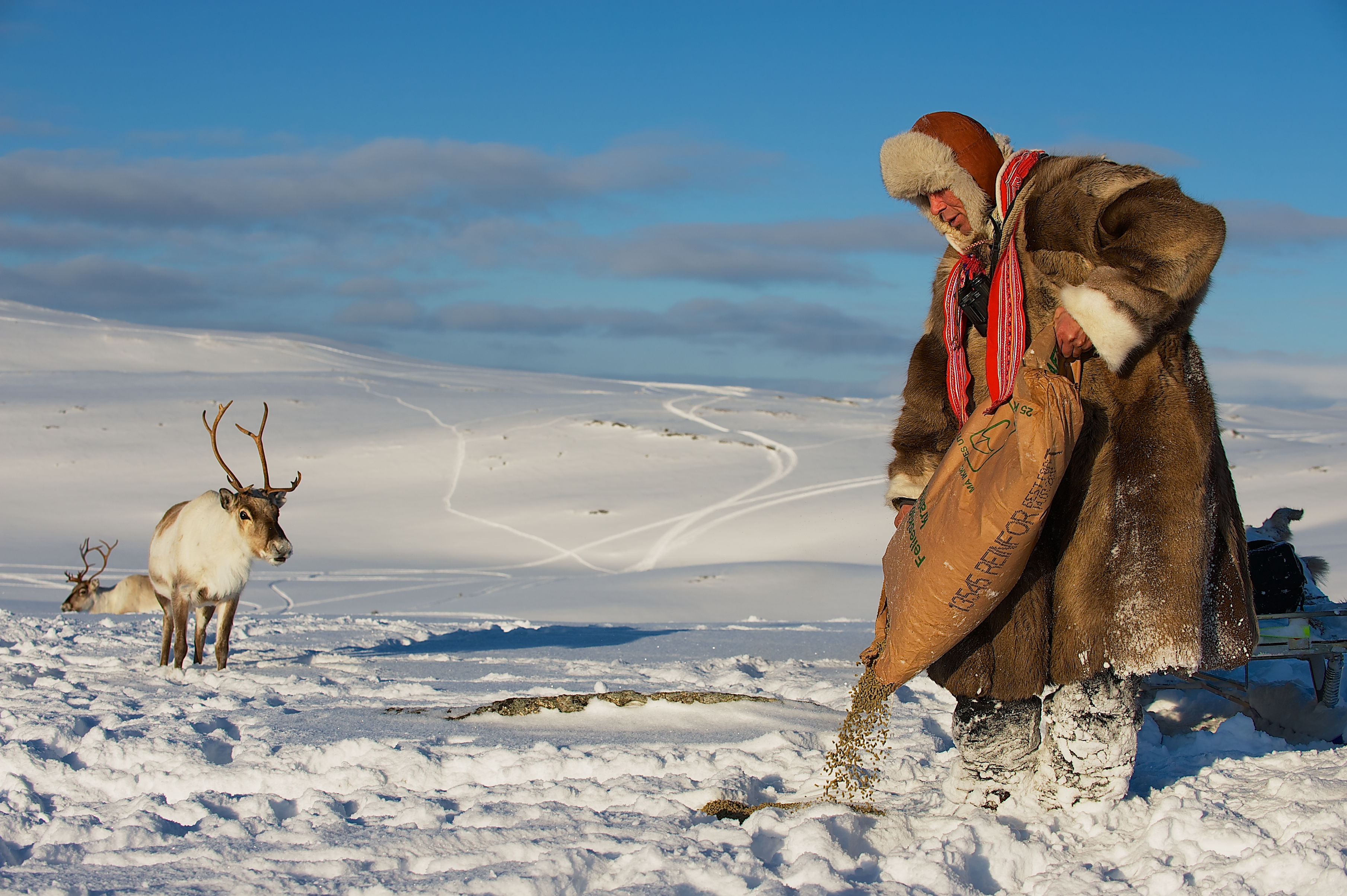 Saami man feeds reindeers in deep snow winter, Tromso region, Northern Norway.