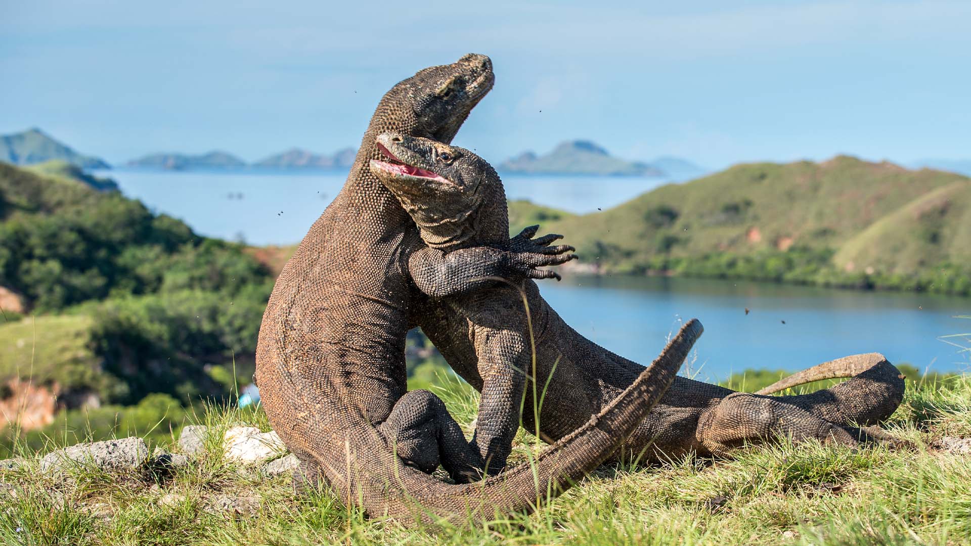Two komodo dragons fight each other on a grassy hill on Komodo Island in Indonesia.