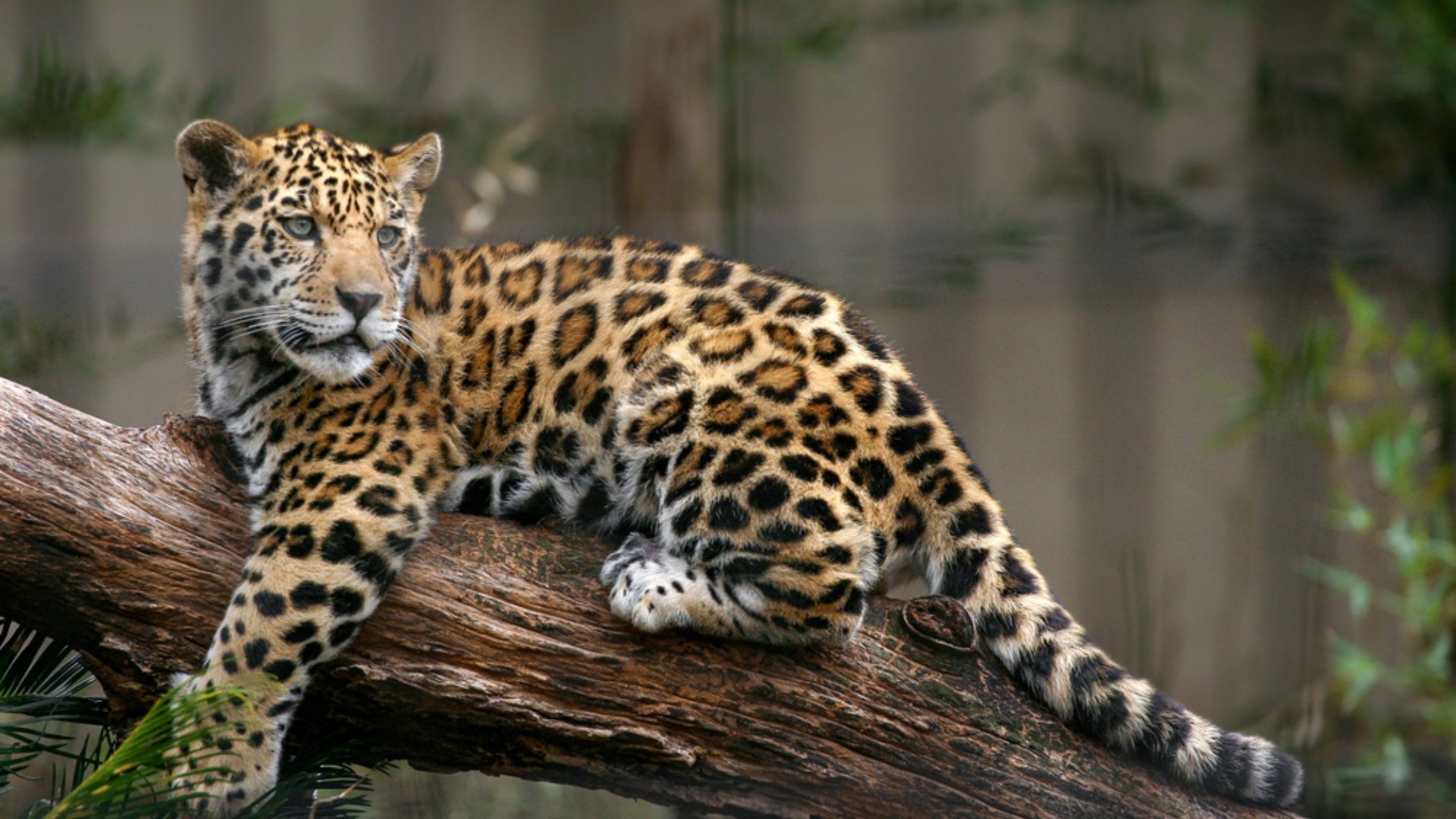 Jaguar on a tree