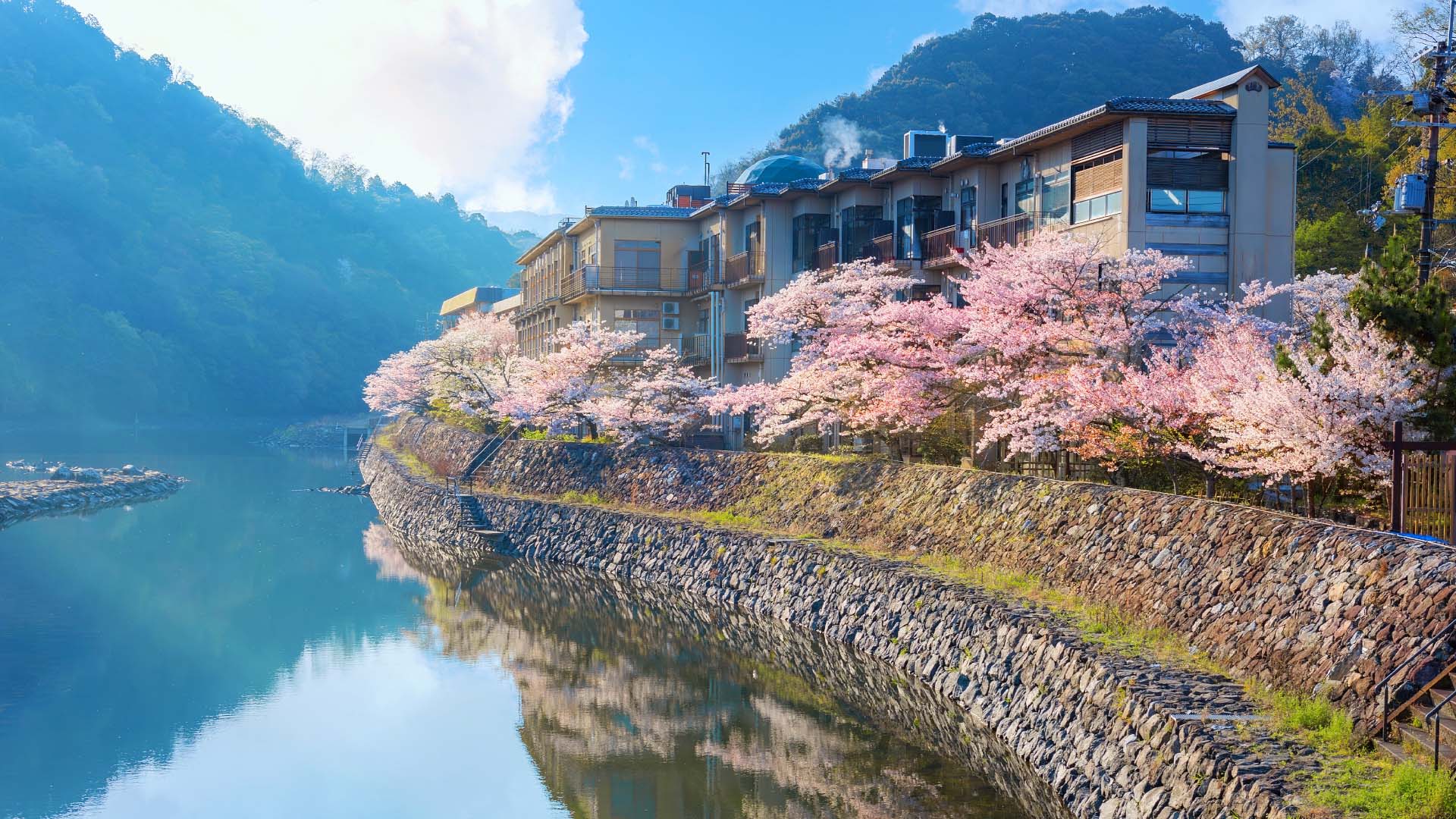 Cherry blossom trees on water in Kyoto, Japan