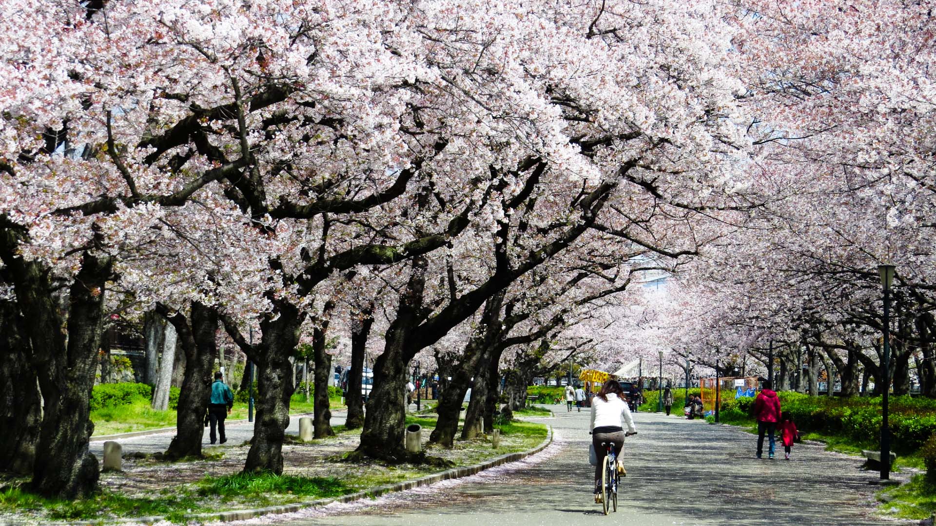 A woman riding a bike through a park with cherry blossoms in Osaka Japan