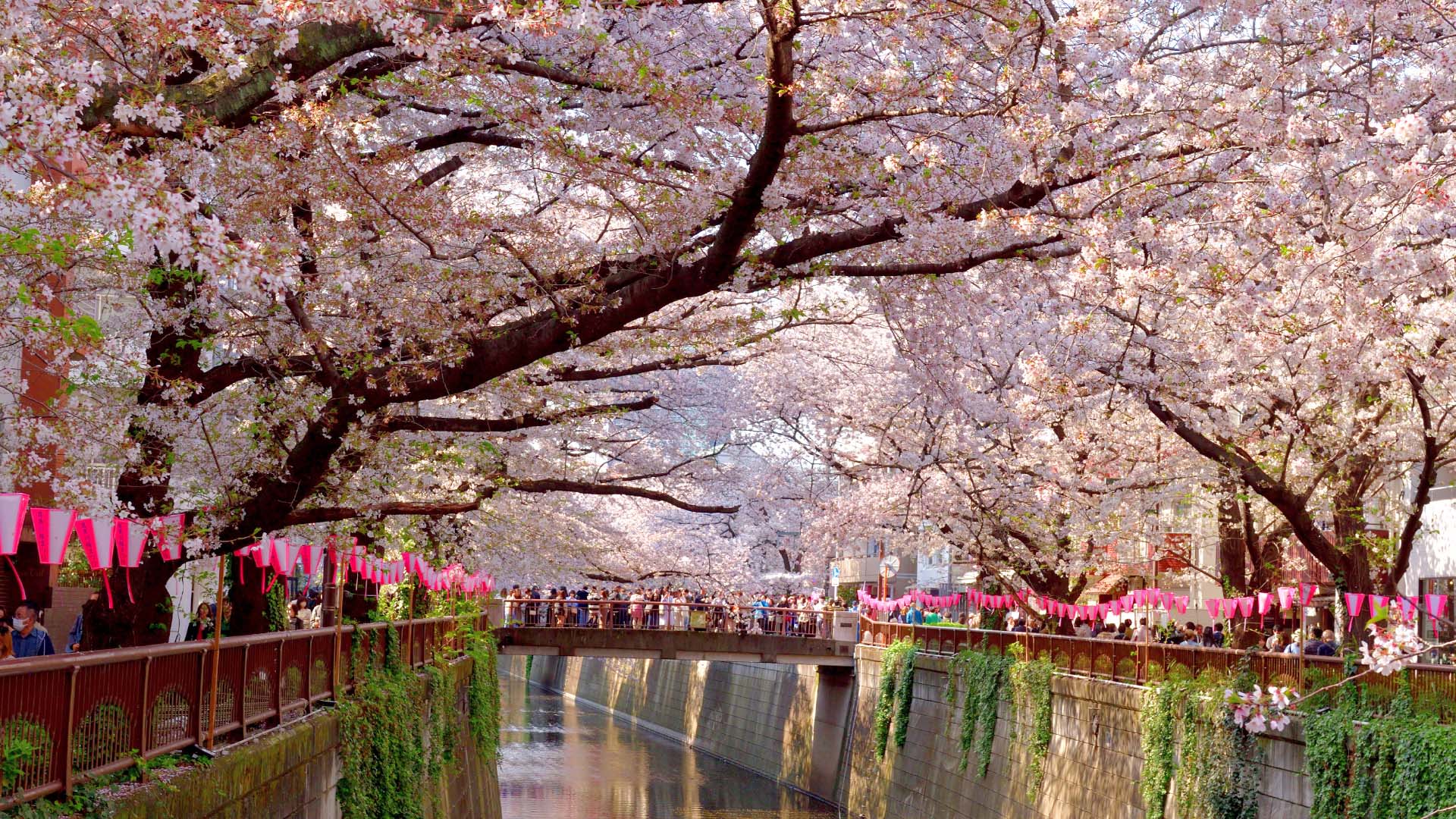 People viewing cherry blossoms over river in Tokyo Japan
