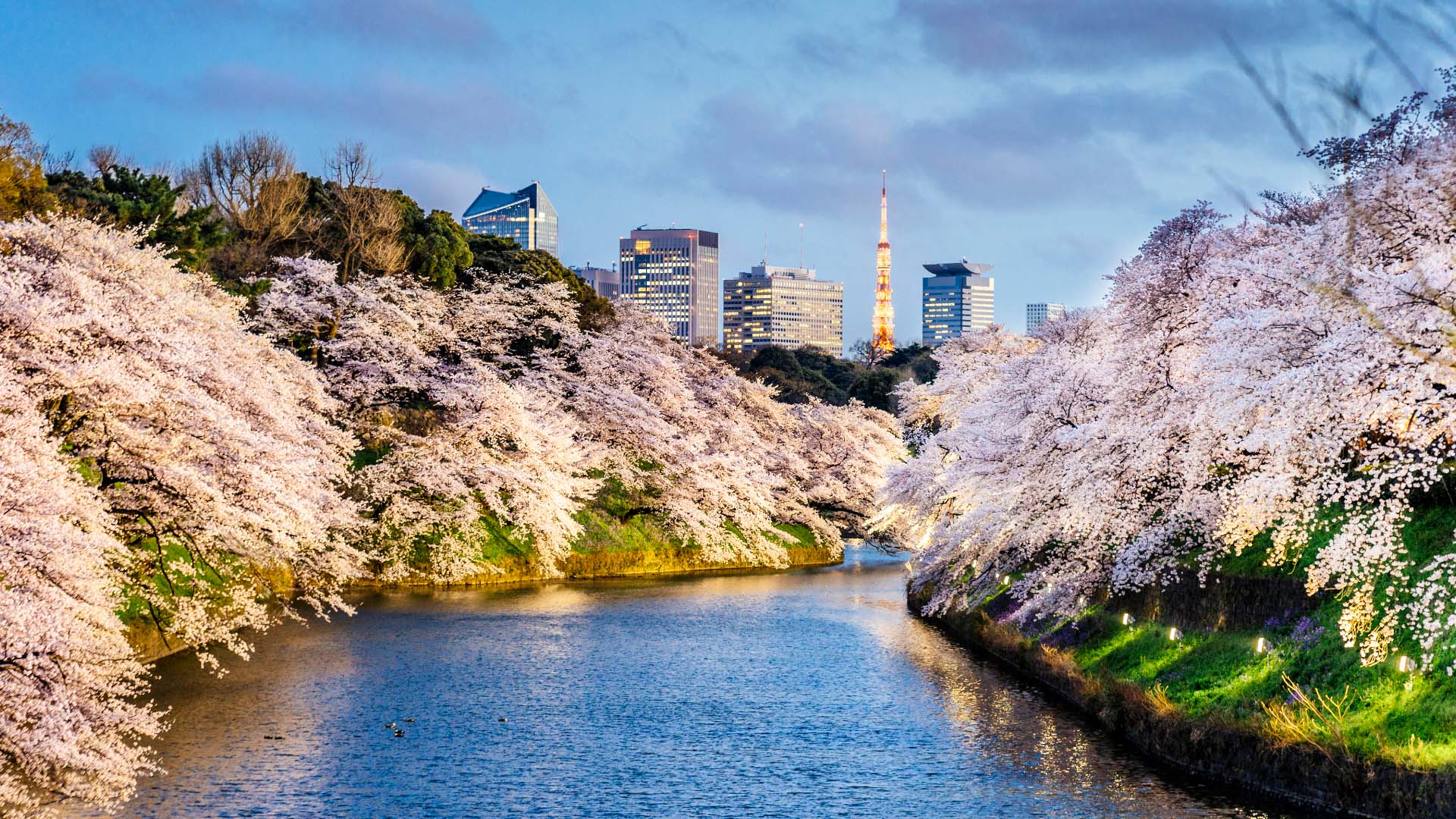 Cherry blossom trees alongside the river in Tokyo Japan