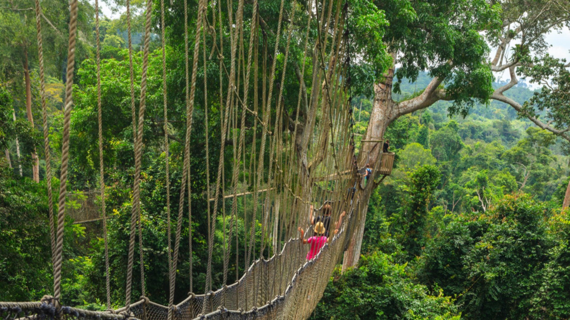 Ghana Kakum Canopy