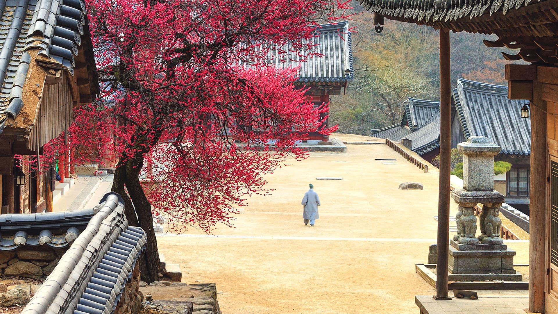a monk walking through a buddhist temple in the fall in Korea
