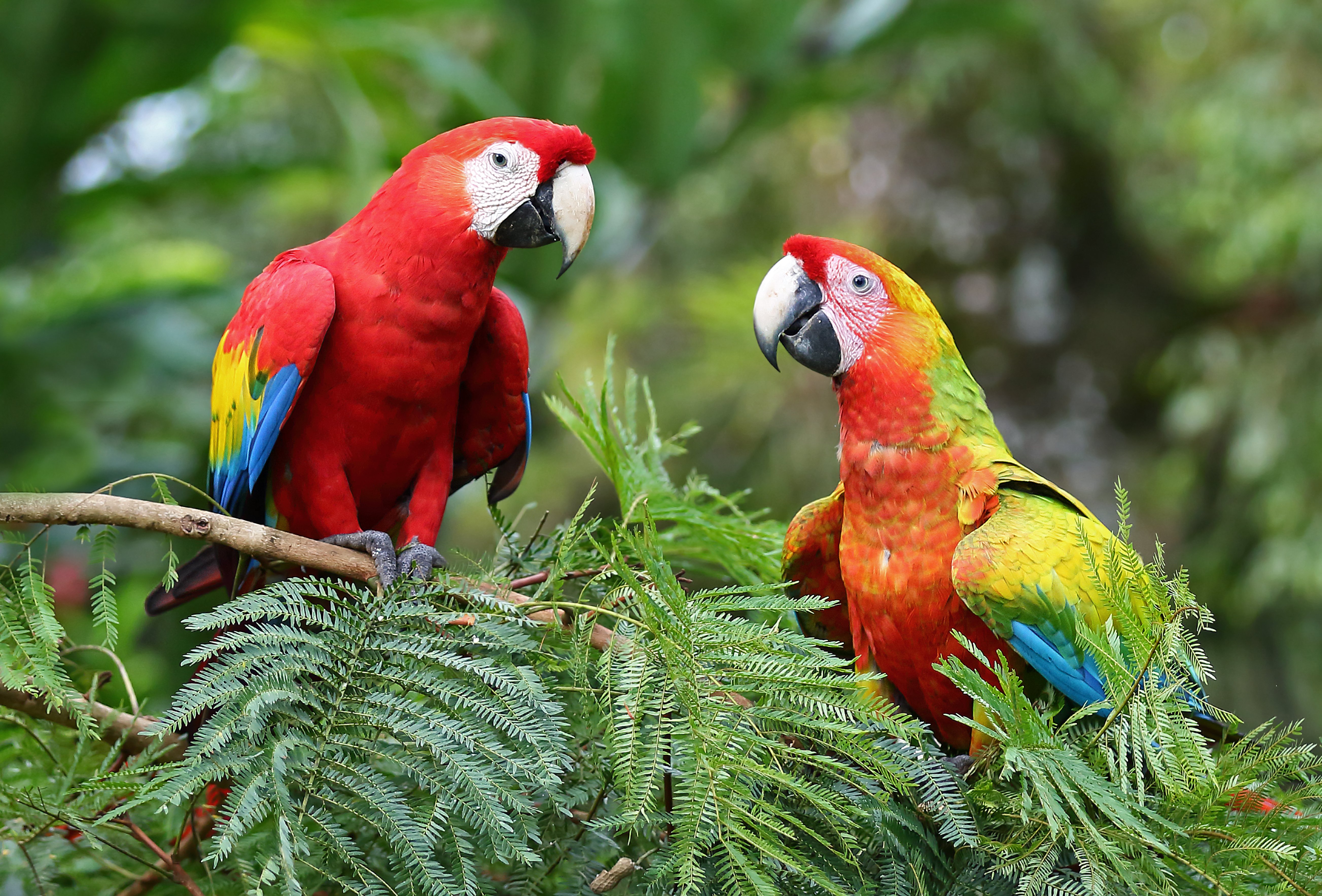 Two vibrant Scarlet Macaws perched in a tropical tree in Costa Rica.