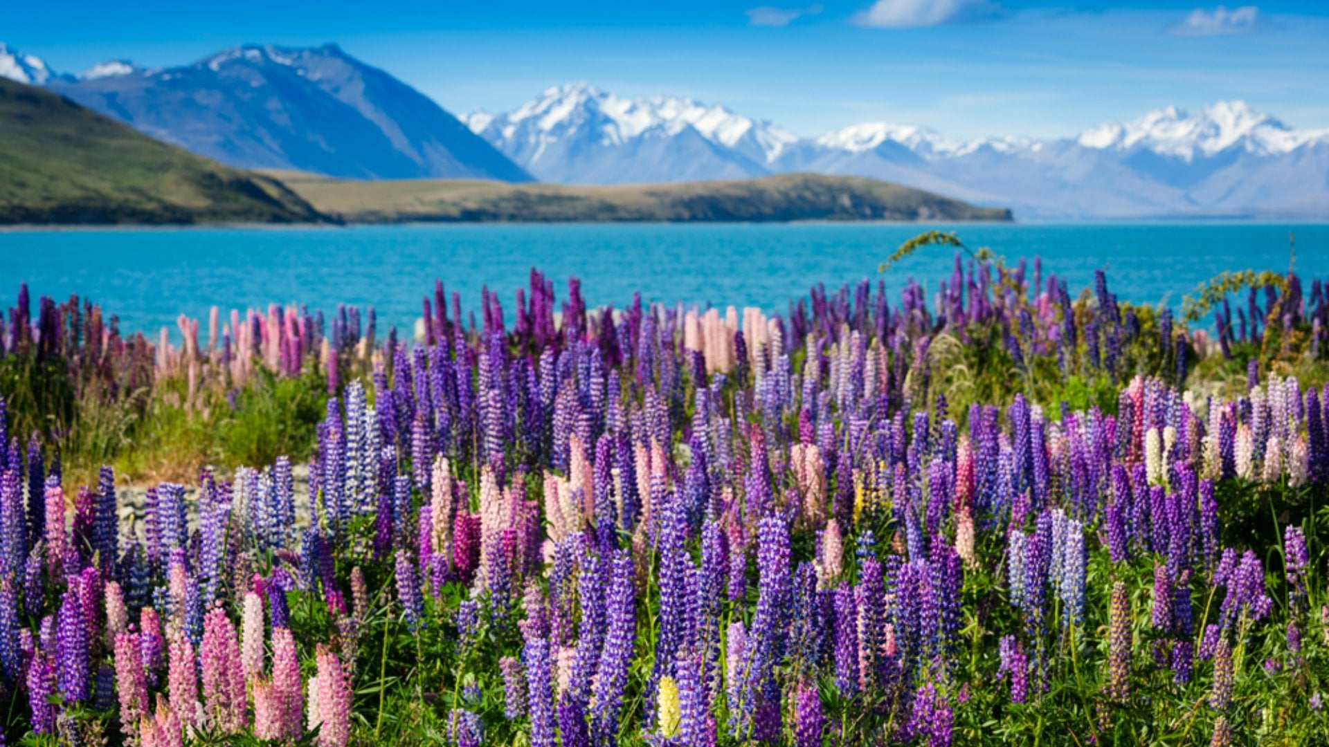 New Zealand spring