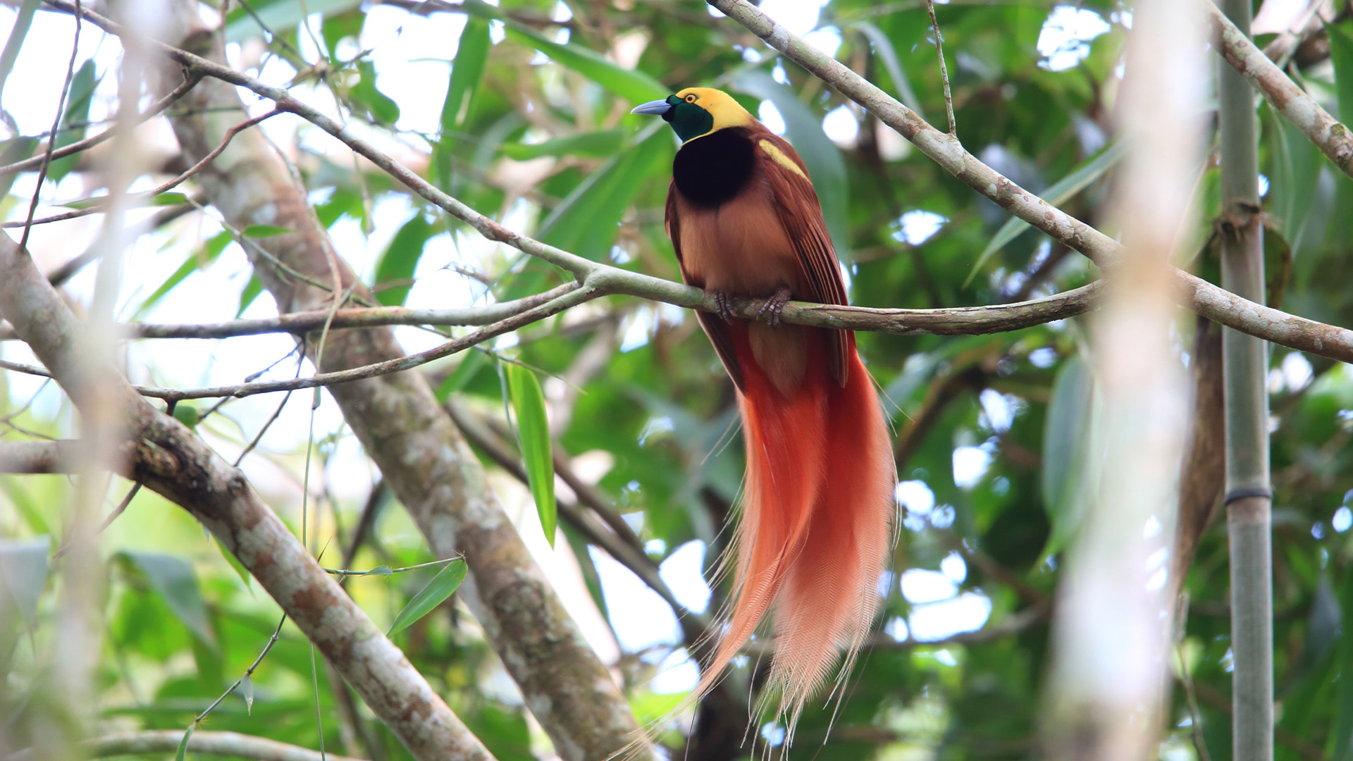 a brown yellow bird with red tail in a tree