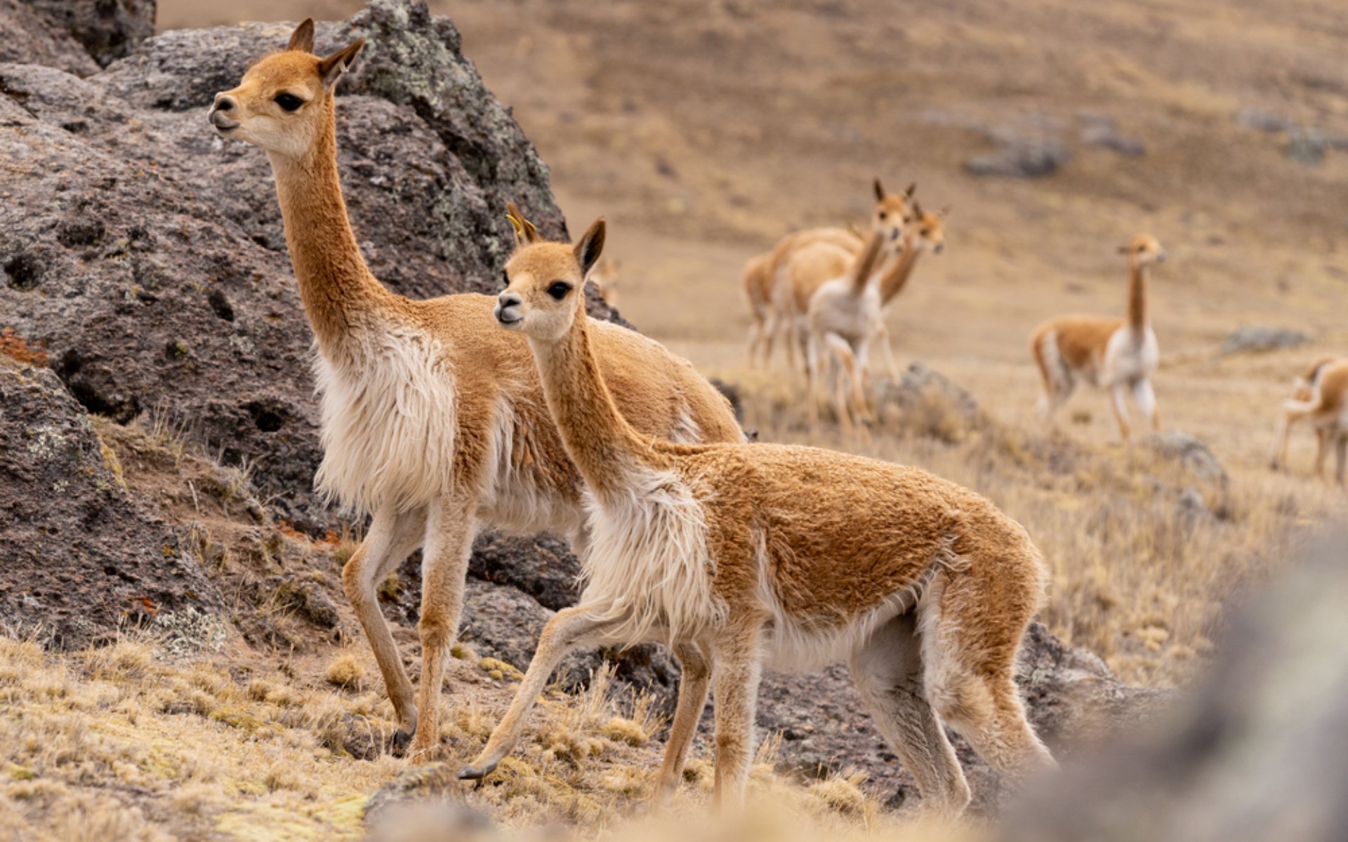 A Vicuna Chaccu in the Highlands of Peru