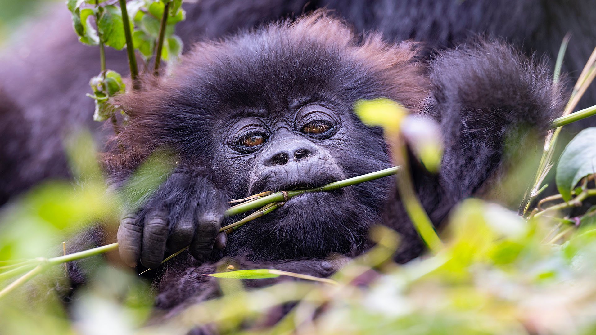 A baby gorilla chews on some stalks in the rainforests of Rwanda.