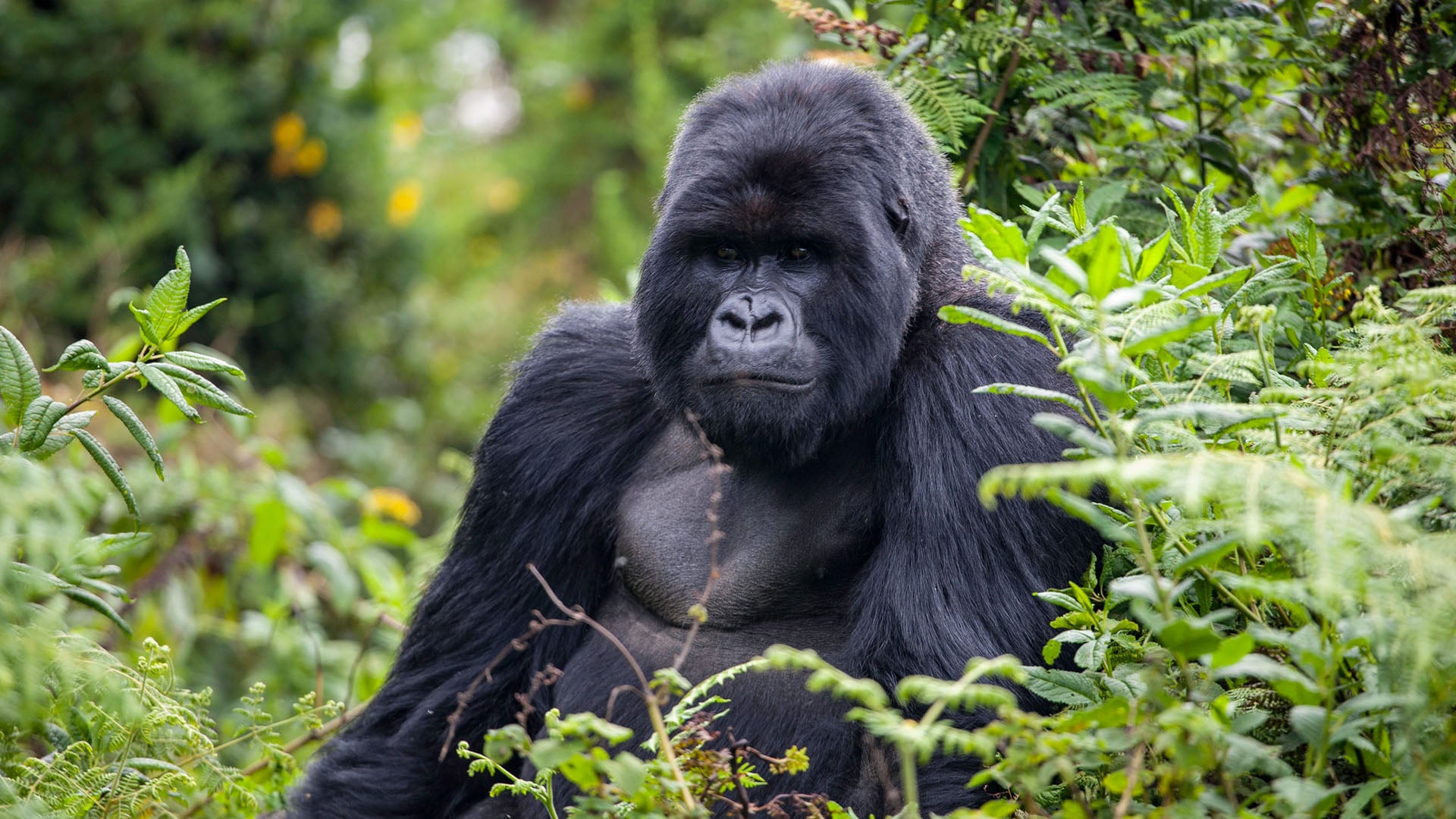 A mountain gorilla in Volcanoes National Park in Rwanda
