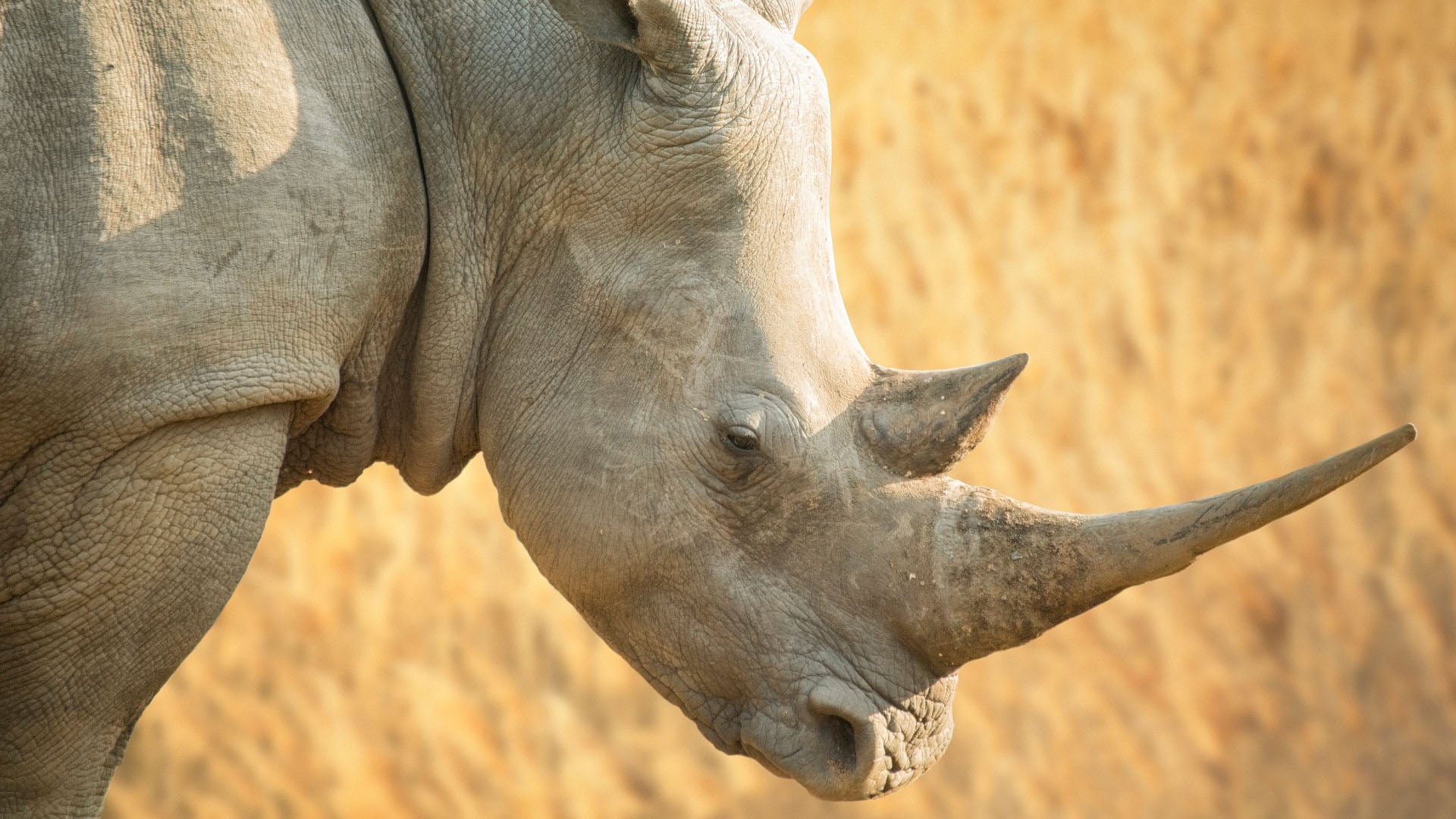A white rhino in Great Kruger in South Africa