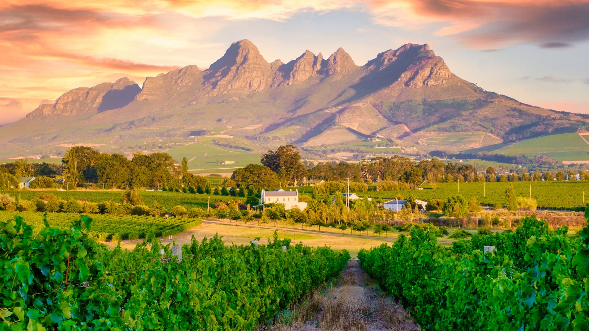 View of mountains from a vineyard in Stellenbosch