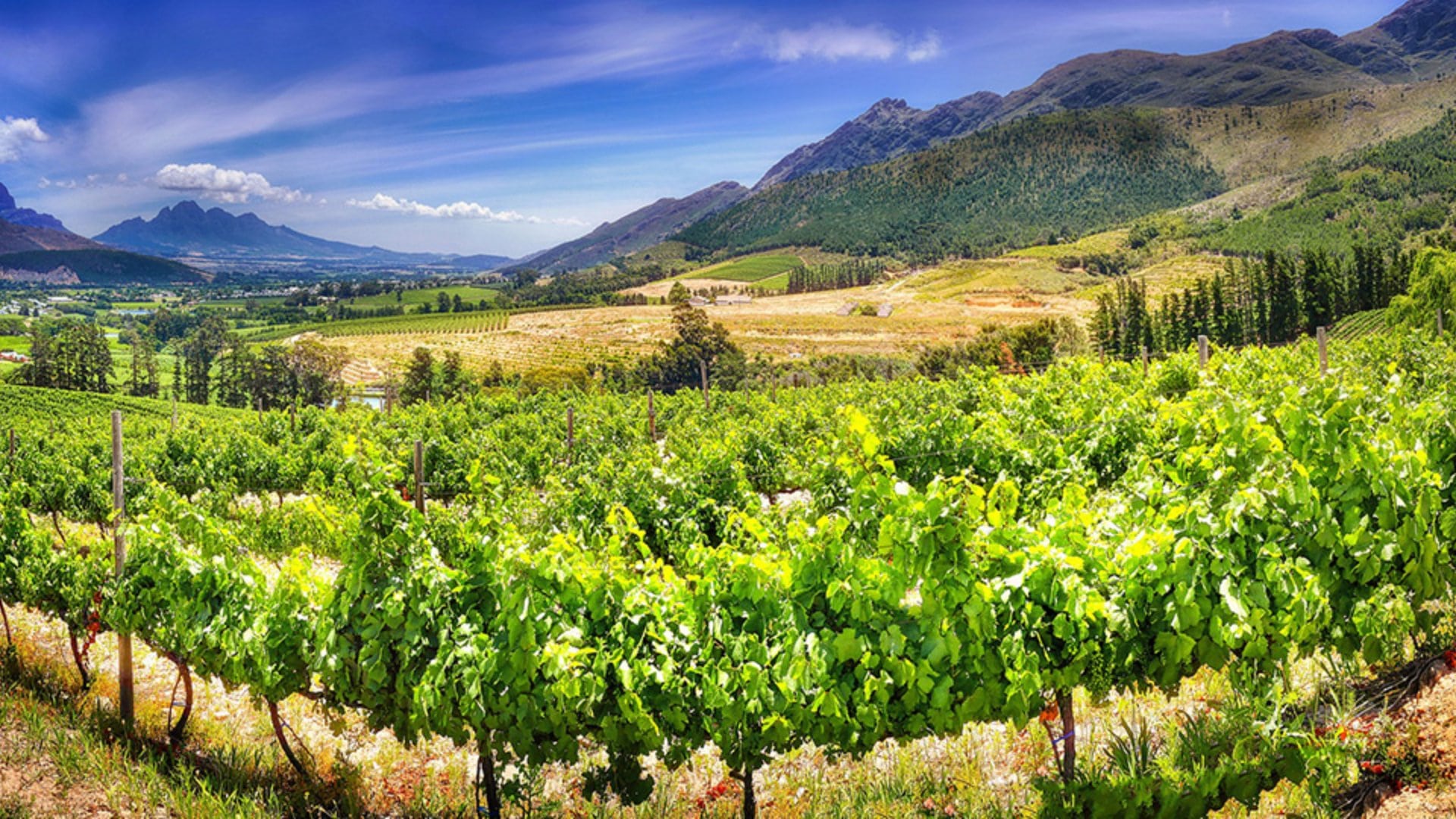 Stellenbosch vineyards
