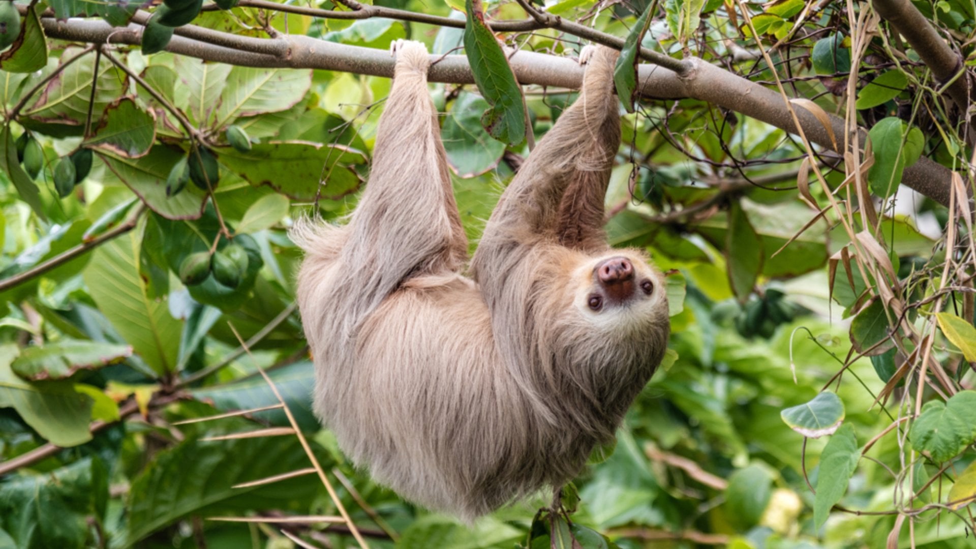 Hoffman’s Two-toed Sloth (Choloepus Hoffmanni) in the wild, Cahuita, forest of Costa Rica