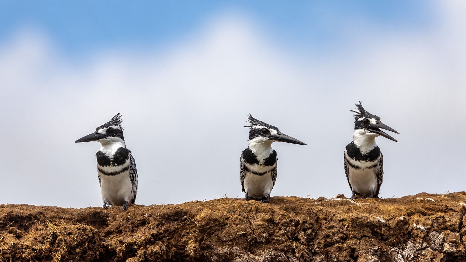 African pied kingfishers on the shoreline of the Kazinga Channel in Uganda