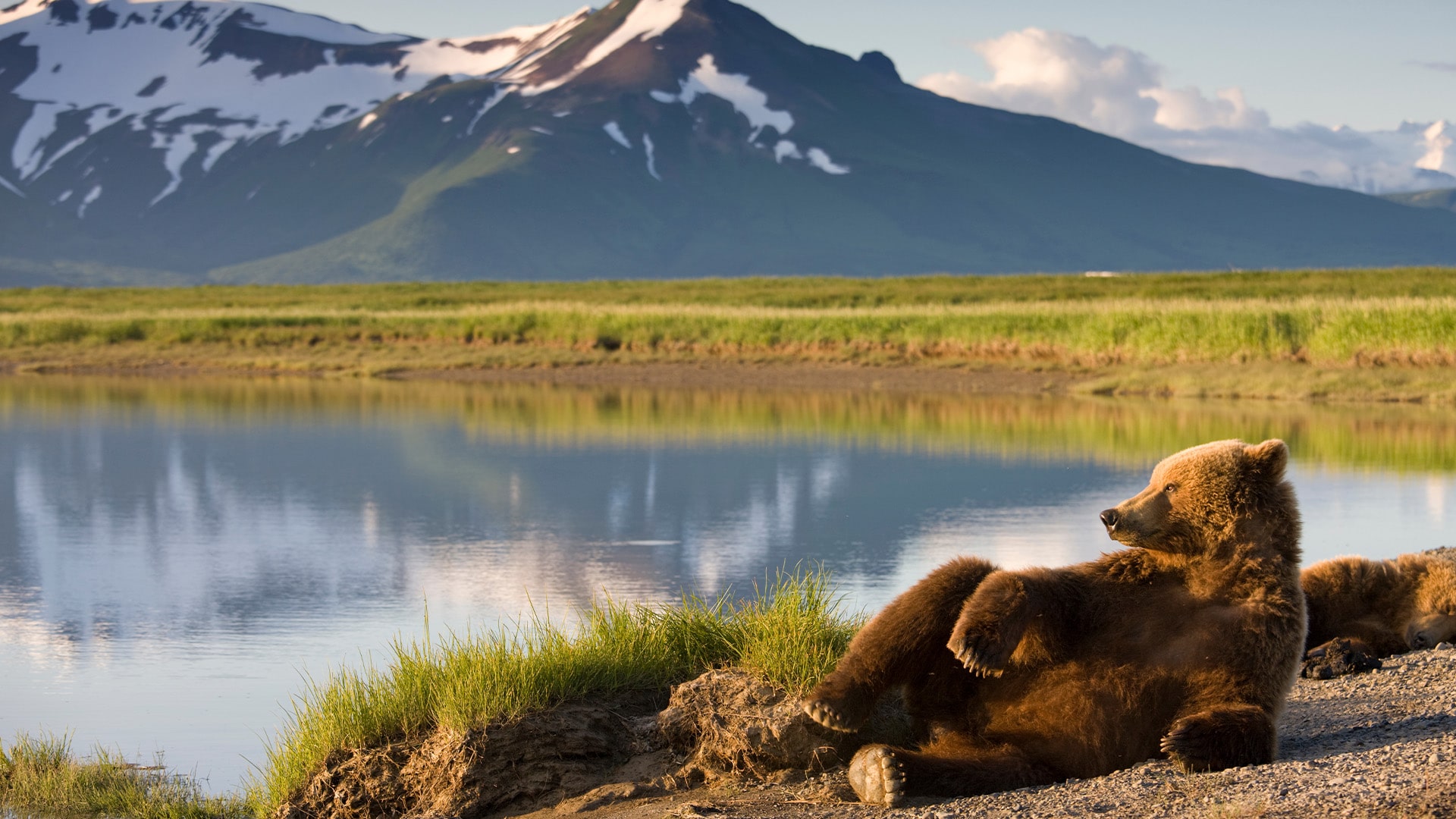 grizzly bear relaxing in front of lake and mountains