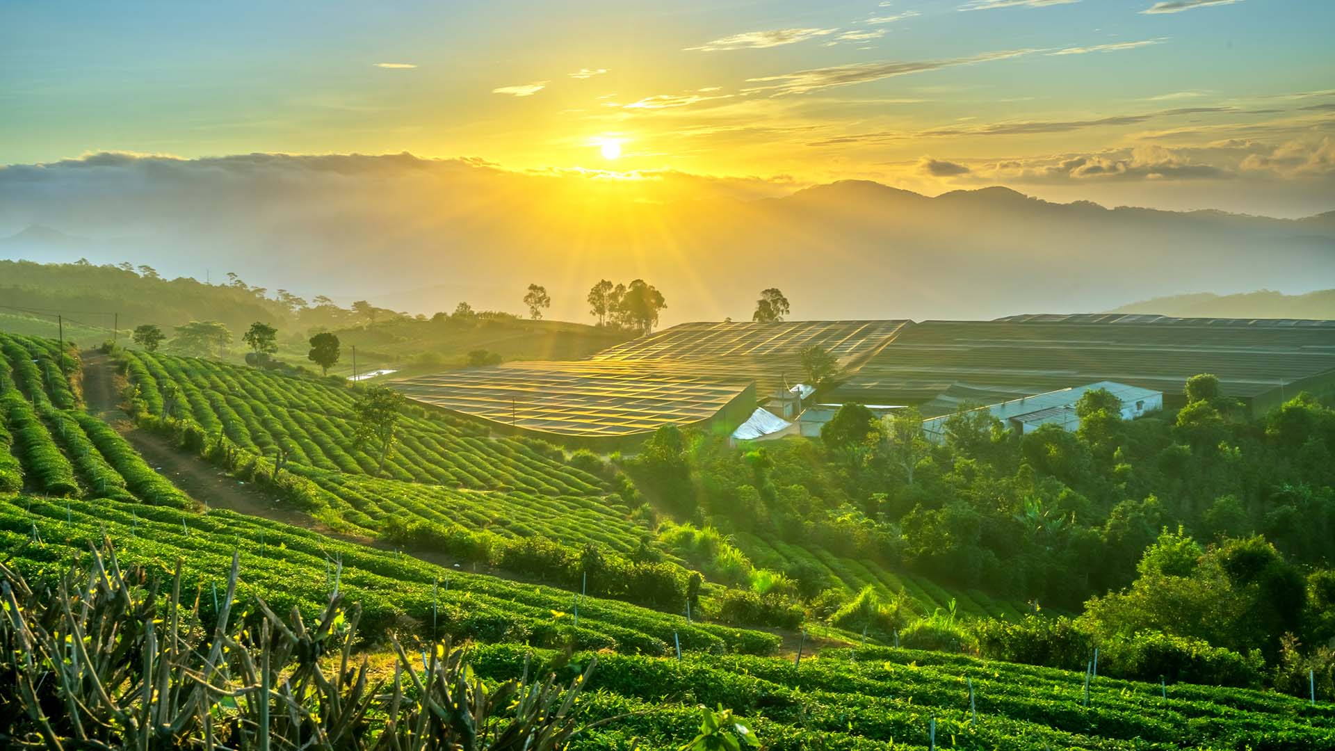 Sunrise view of the Central Highlights of Vietnam outside Dalat
