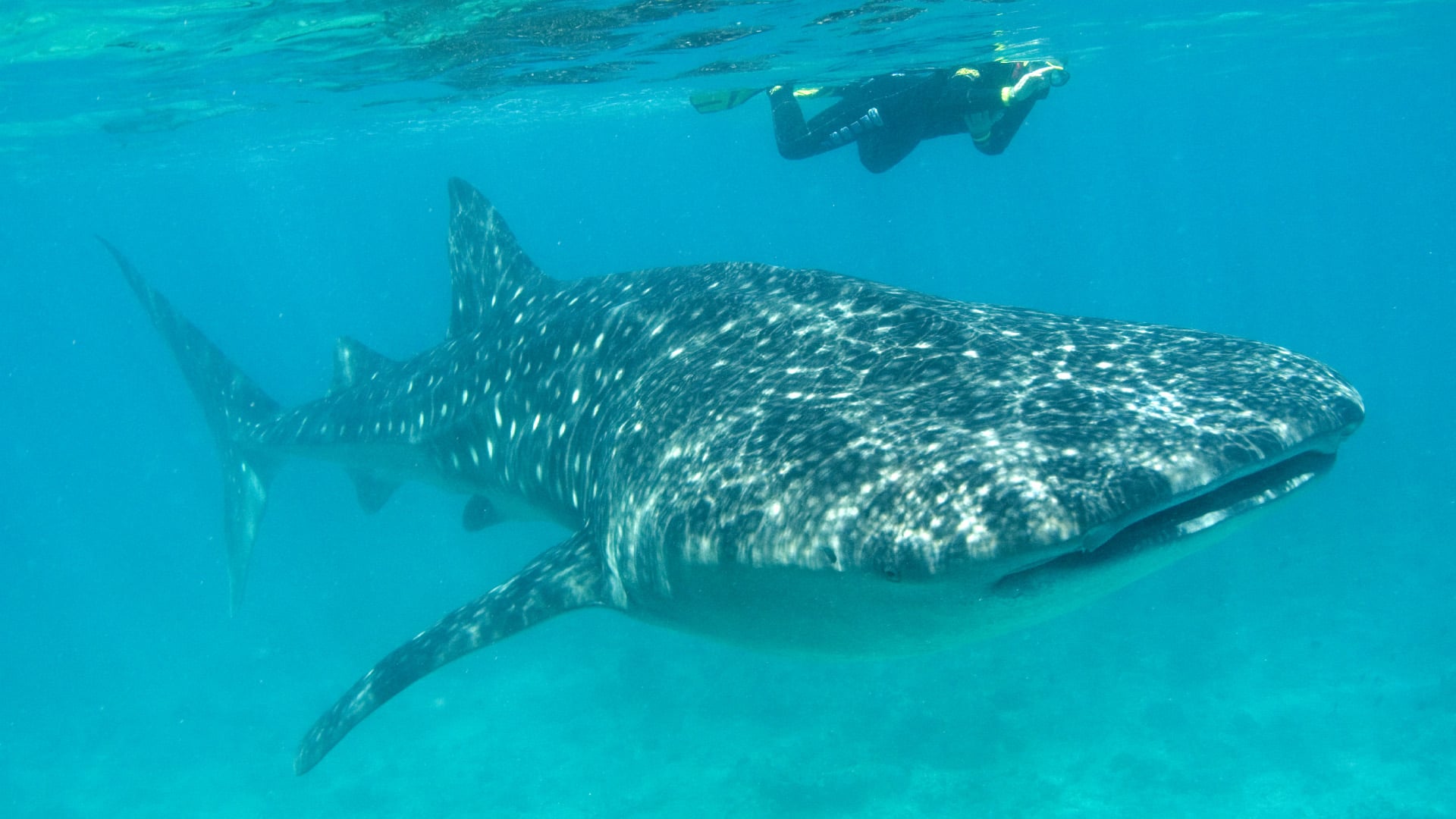 A whale shark and a snorkeller in the waters of the Indian Ocean.