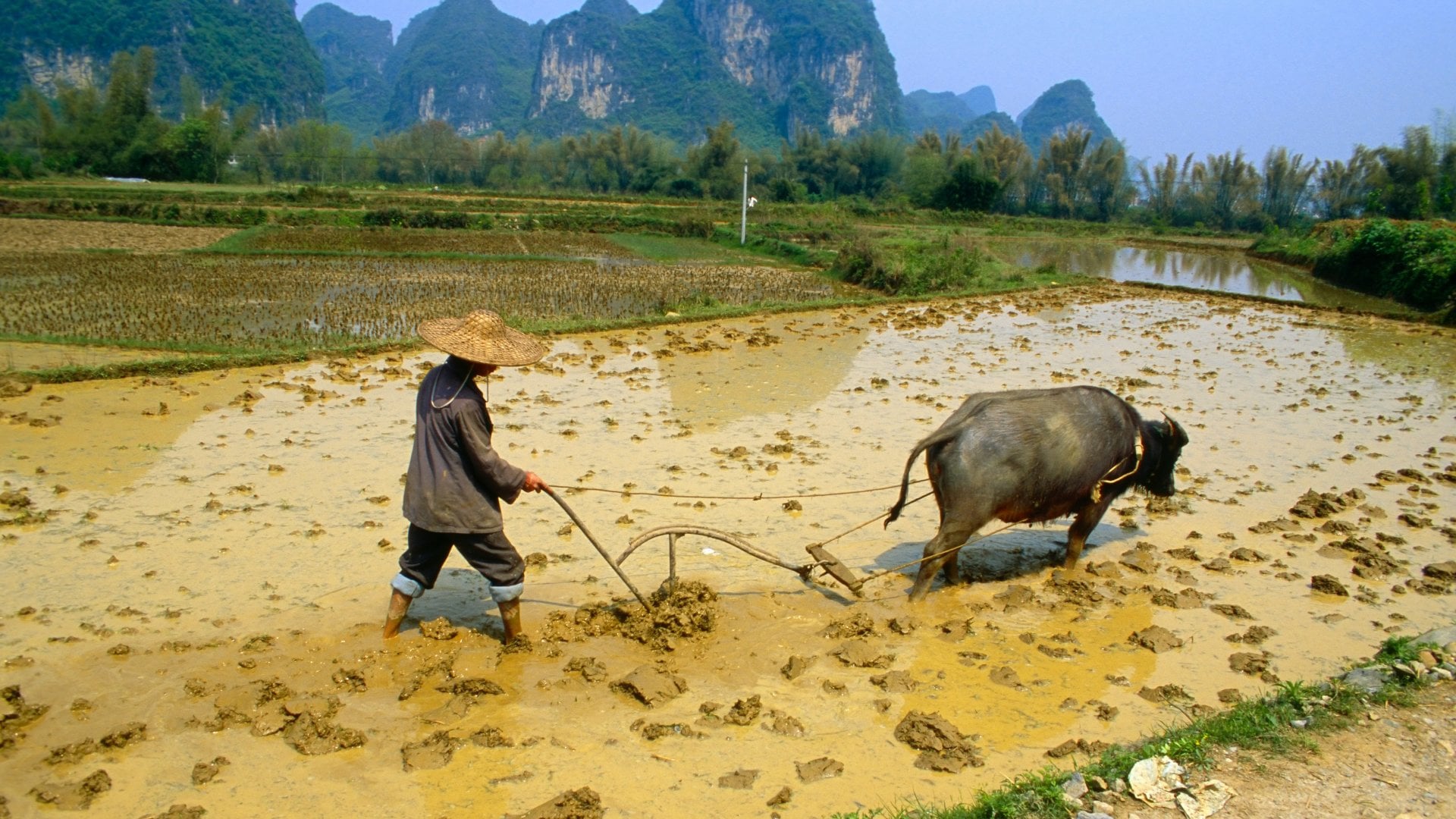 Chinese farmer working the rice fields near Yangshuo Chinese farmer working the rice fields near Yangshuo