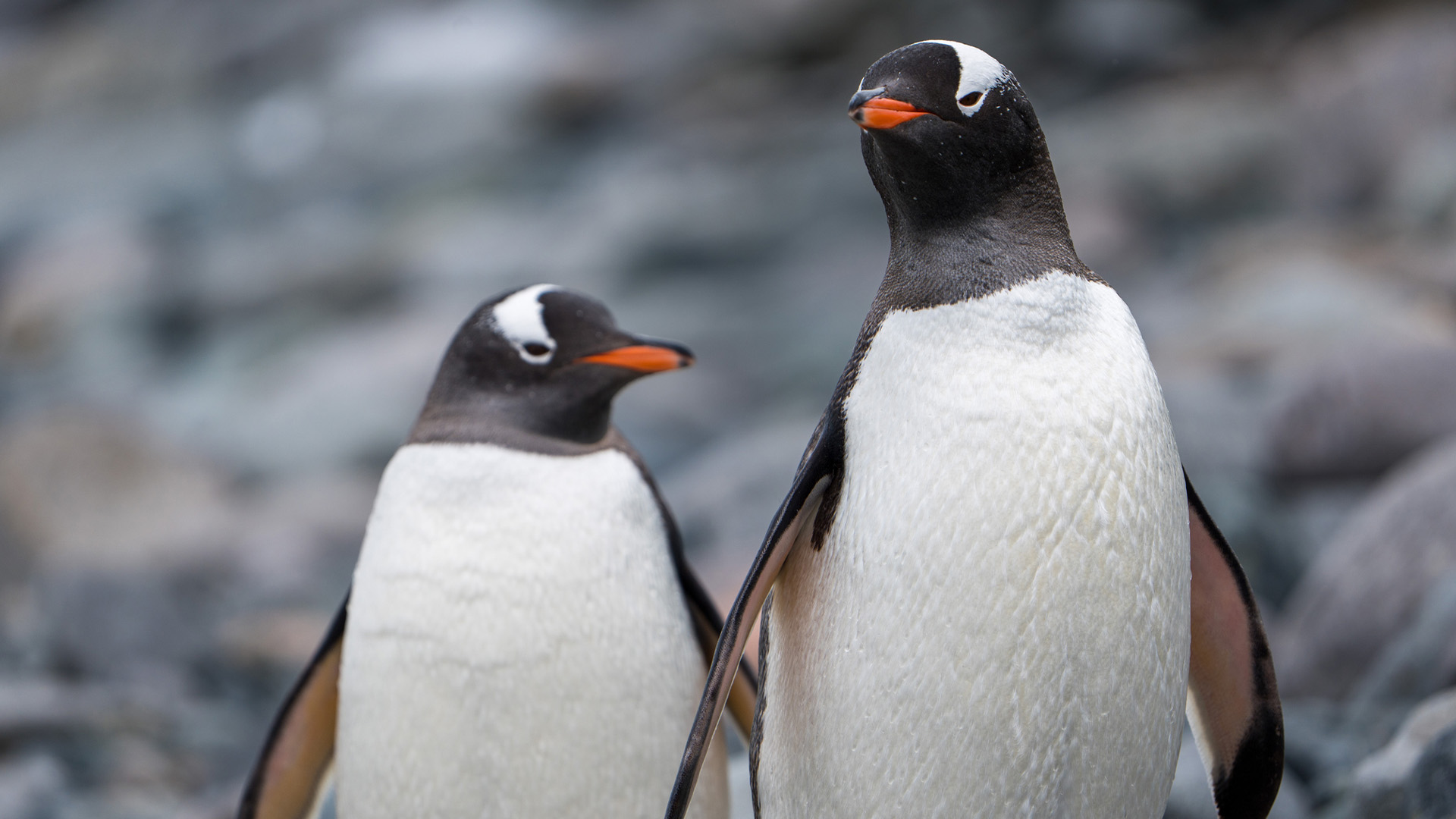Two gentoo penguins in Antarctica
