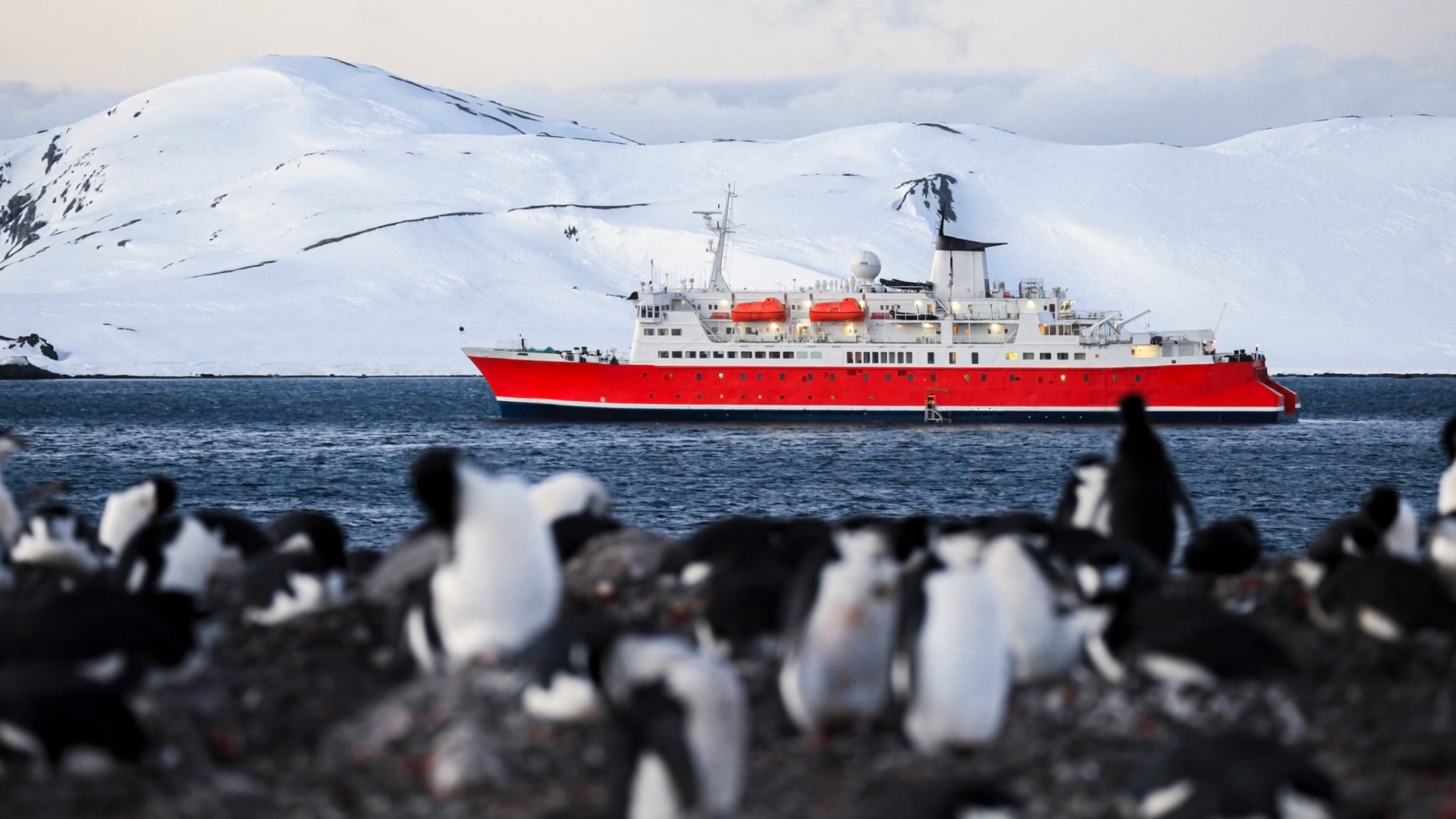 A expedition vessel passes alongside chinstrap penguins on Half Moon Island in the South Shetland Islands near Antarctica