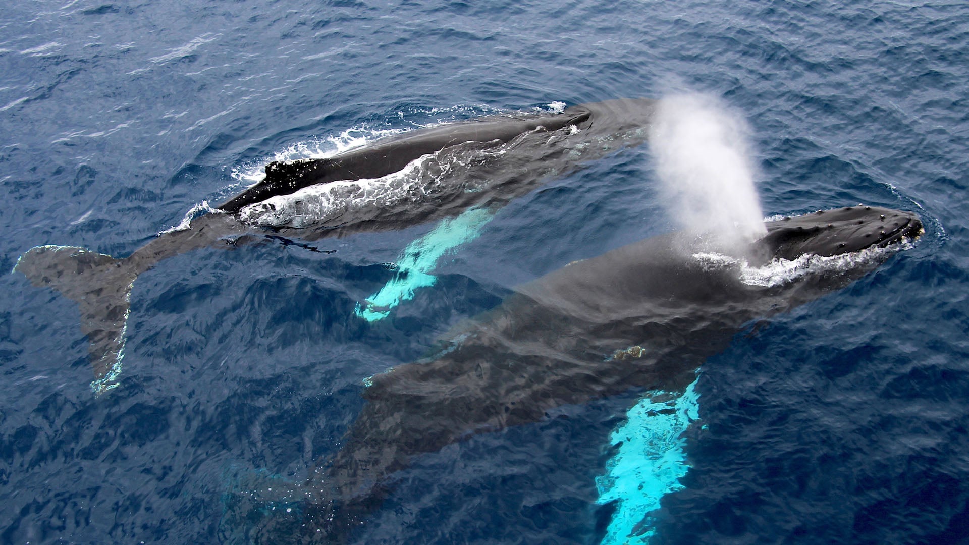 Two humpback whales swimming through the waters of the Drake Passage on the way to Antarctica.