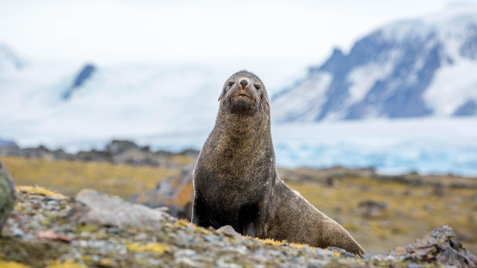 A fur seal on Penguin Island in the South Shetland Islands near Antarctica.