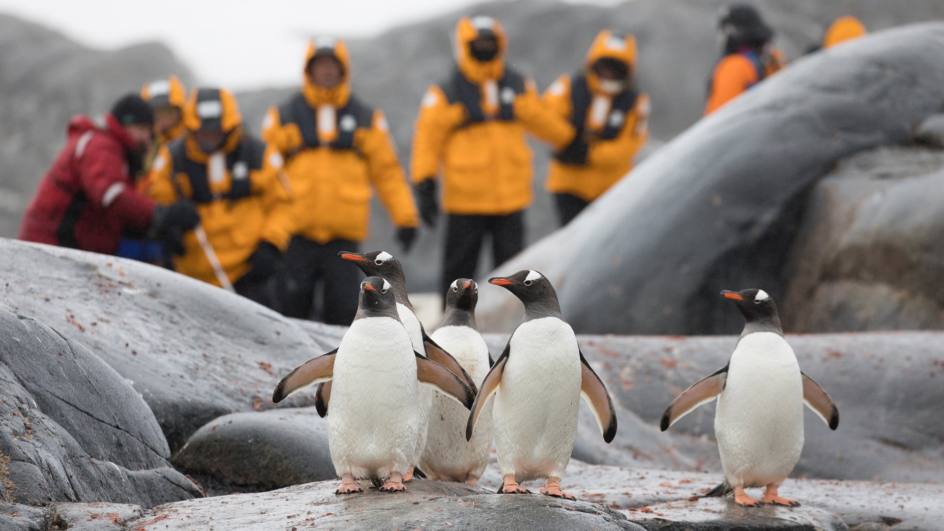 A group of tourists observe gentoo penguins in Antarctica.