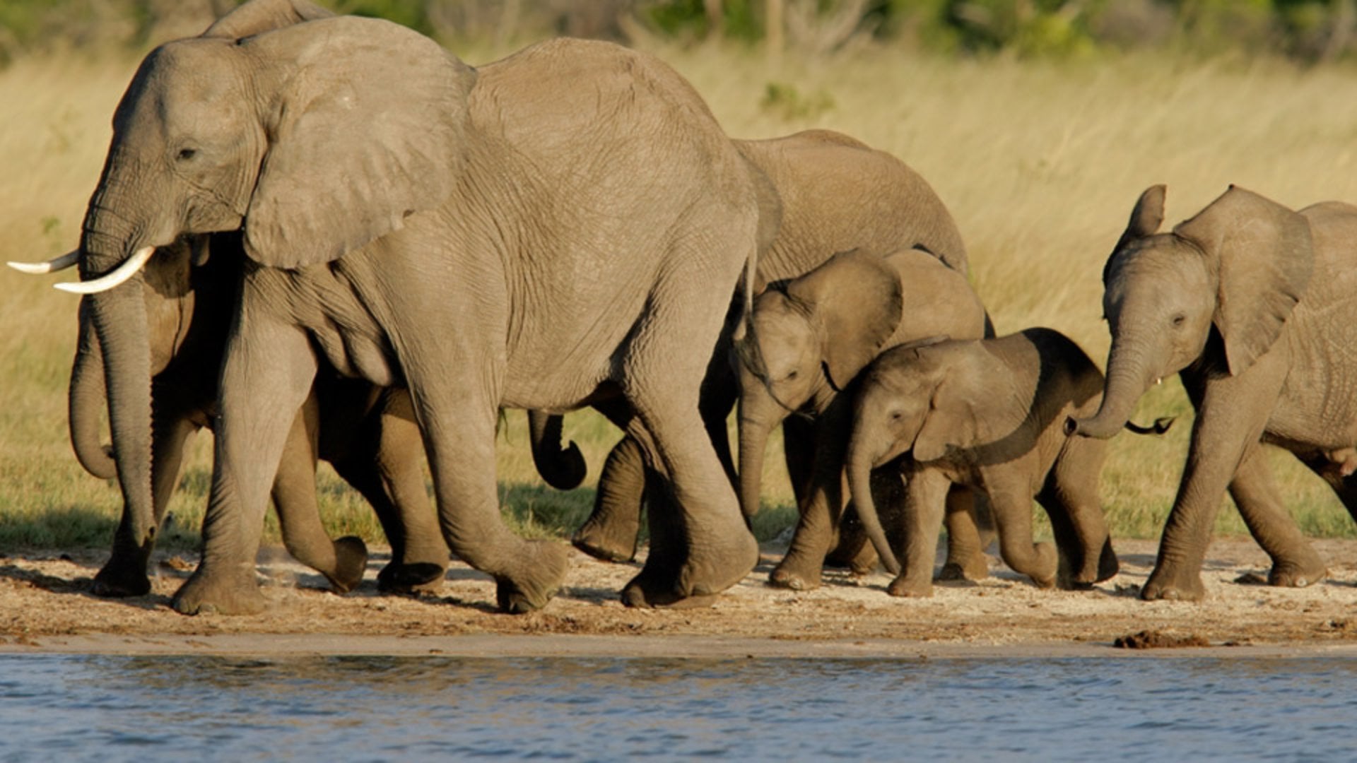 A herd of African elephants while on a Hwange National Park safari.