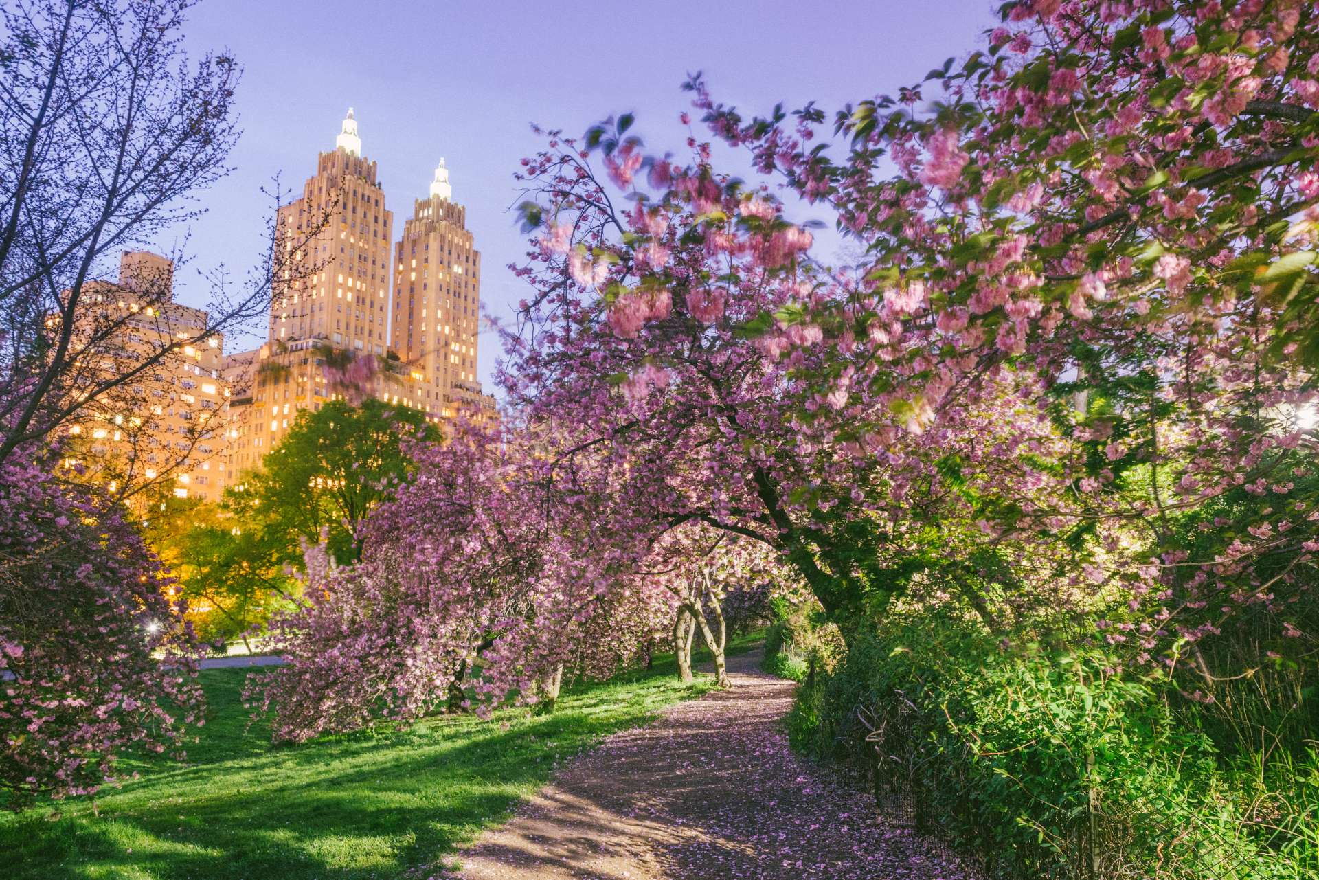 Pink cherry blossoms in Central Park at dusk during springtime in New York City