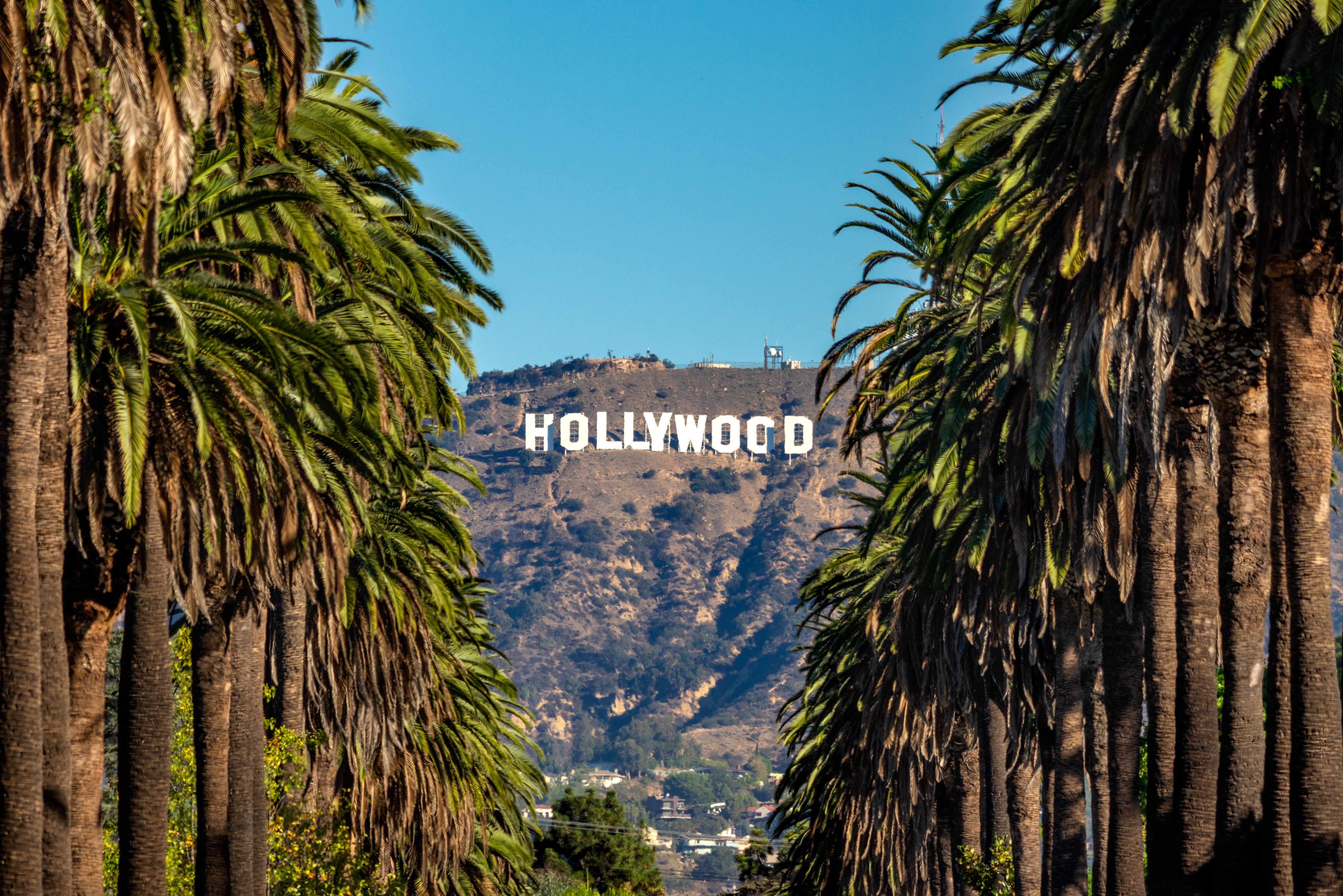 Hollywood Sign between Palm trees from central Los Angeles
