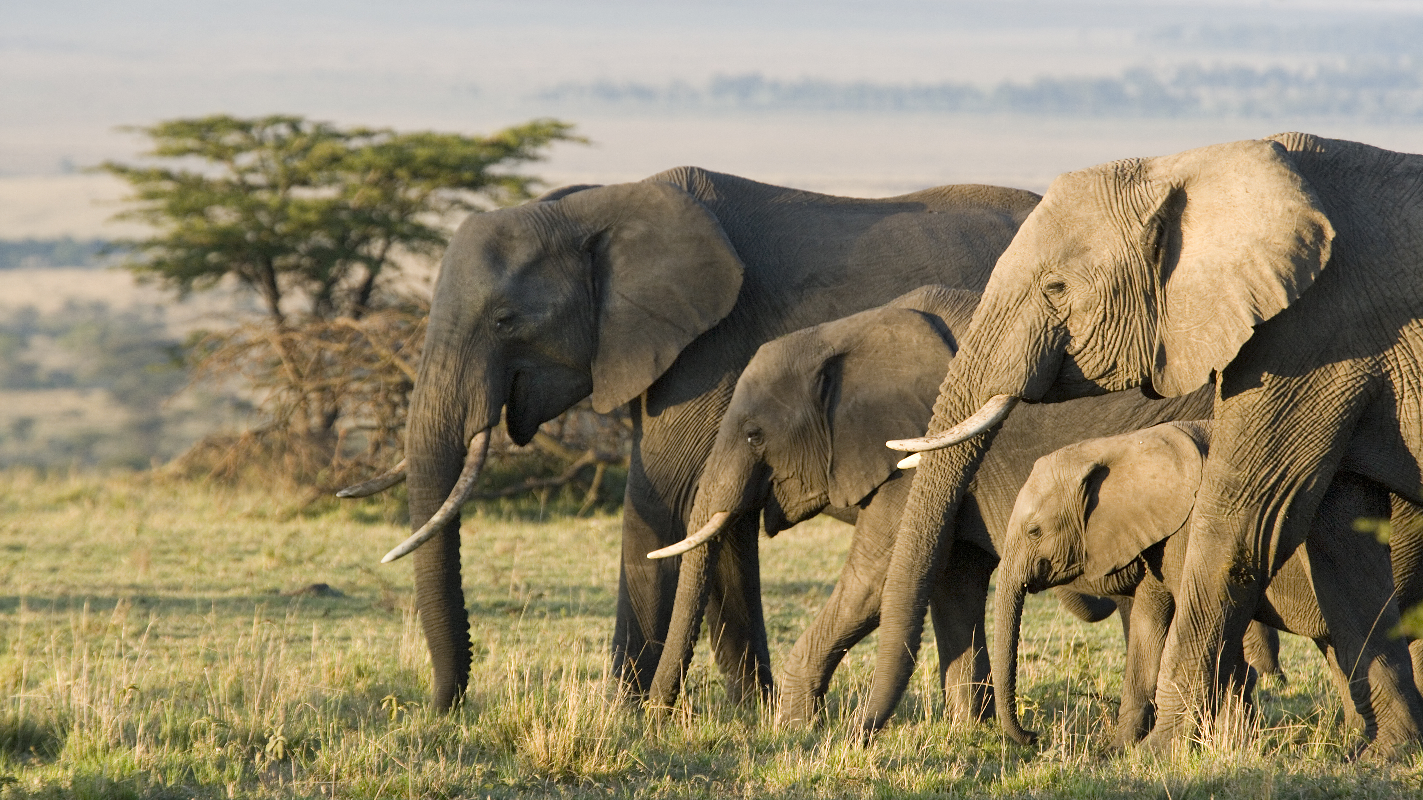 African Elephants on the Masai Mara