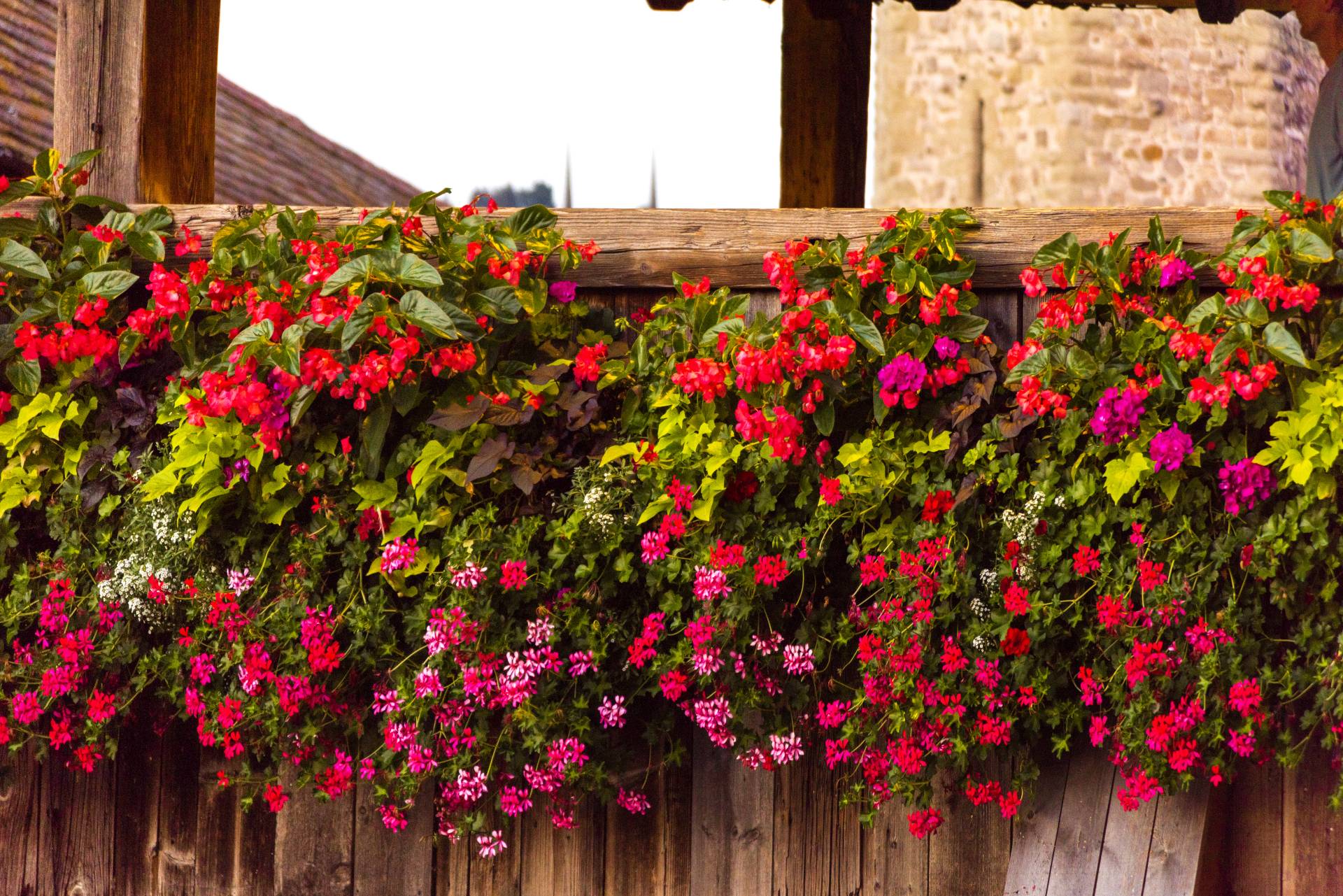 Window with flowers in hanging on Chapel Bridge