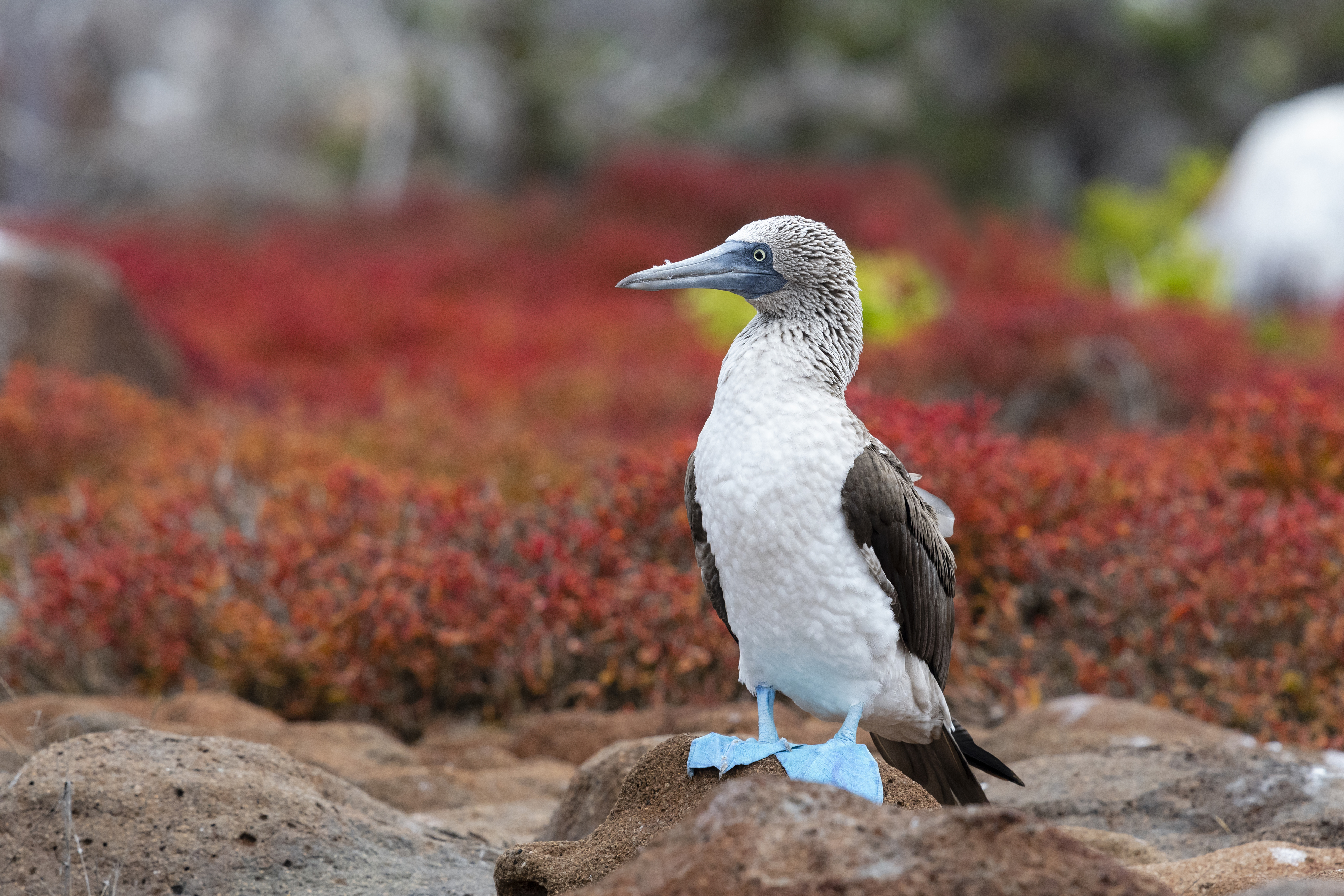 Blue-footed booby Blue-footed booby
