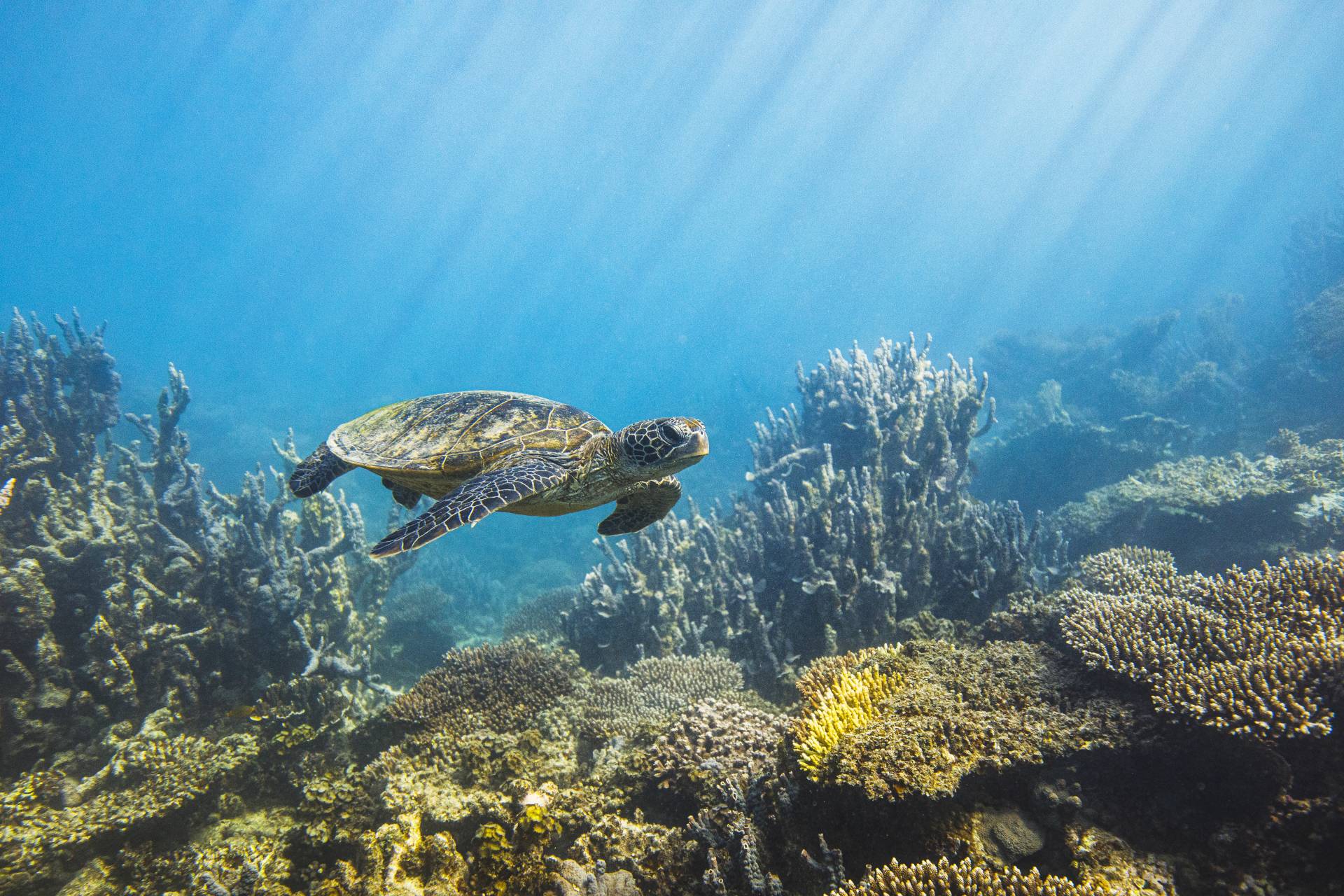 Sea turtle swimming along deep blue ocean reef in morning sun rays Sea turtle swimming along deep blue ocean reef in morning sun rays