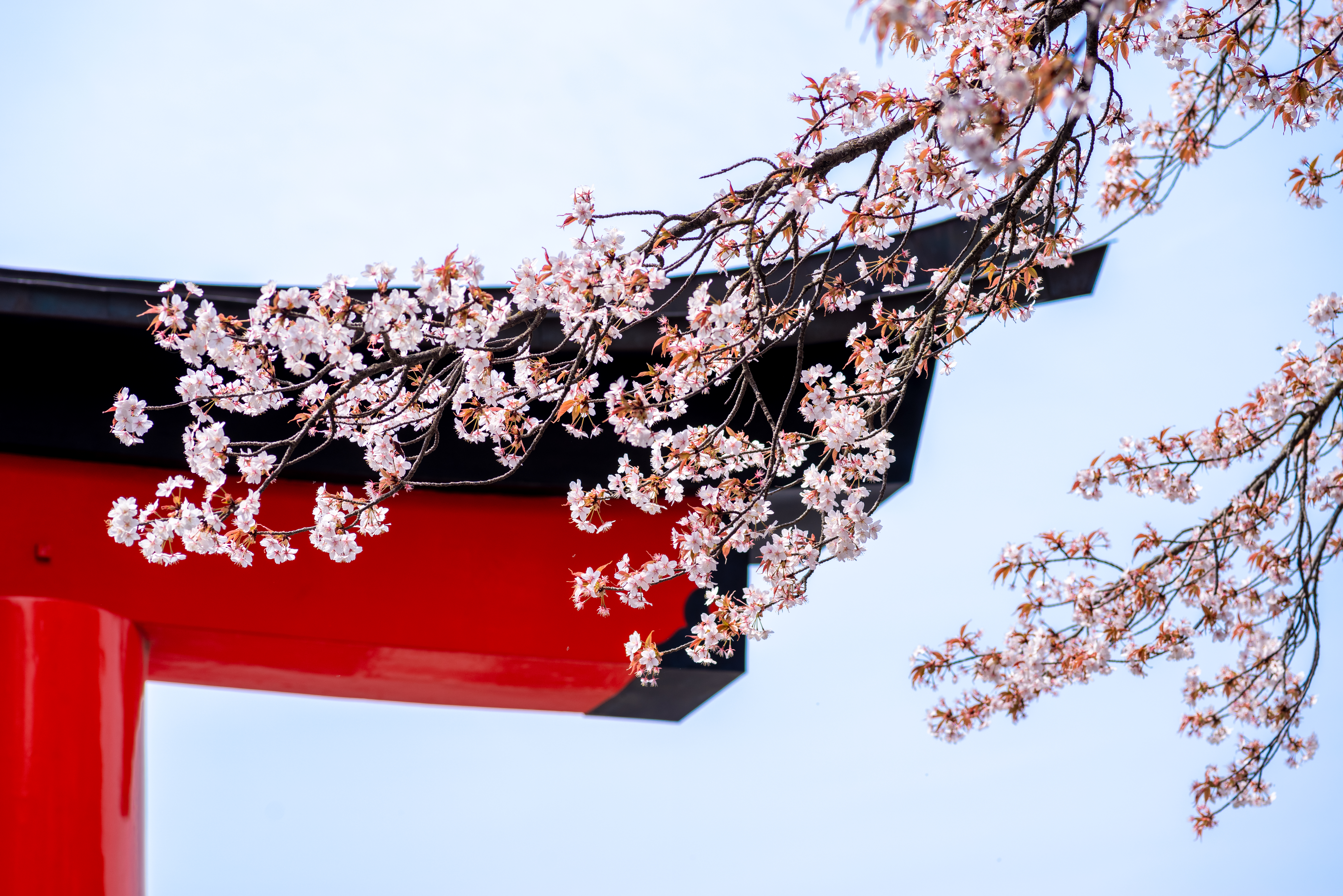 Fushimi Inari Taisha Shrine, Kyoto, Japan Cherry blossom in front of Torii gate at Fushimi Inari Taisha shrine