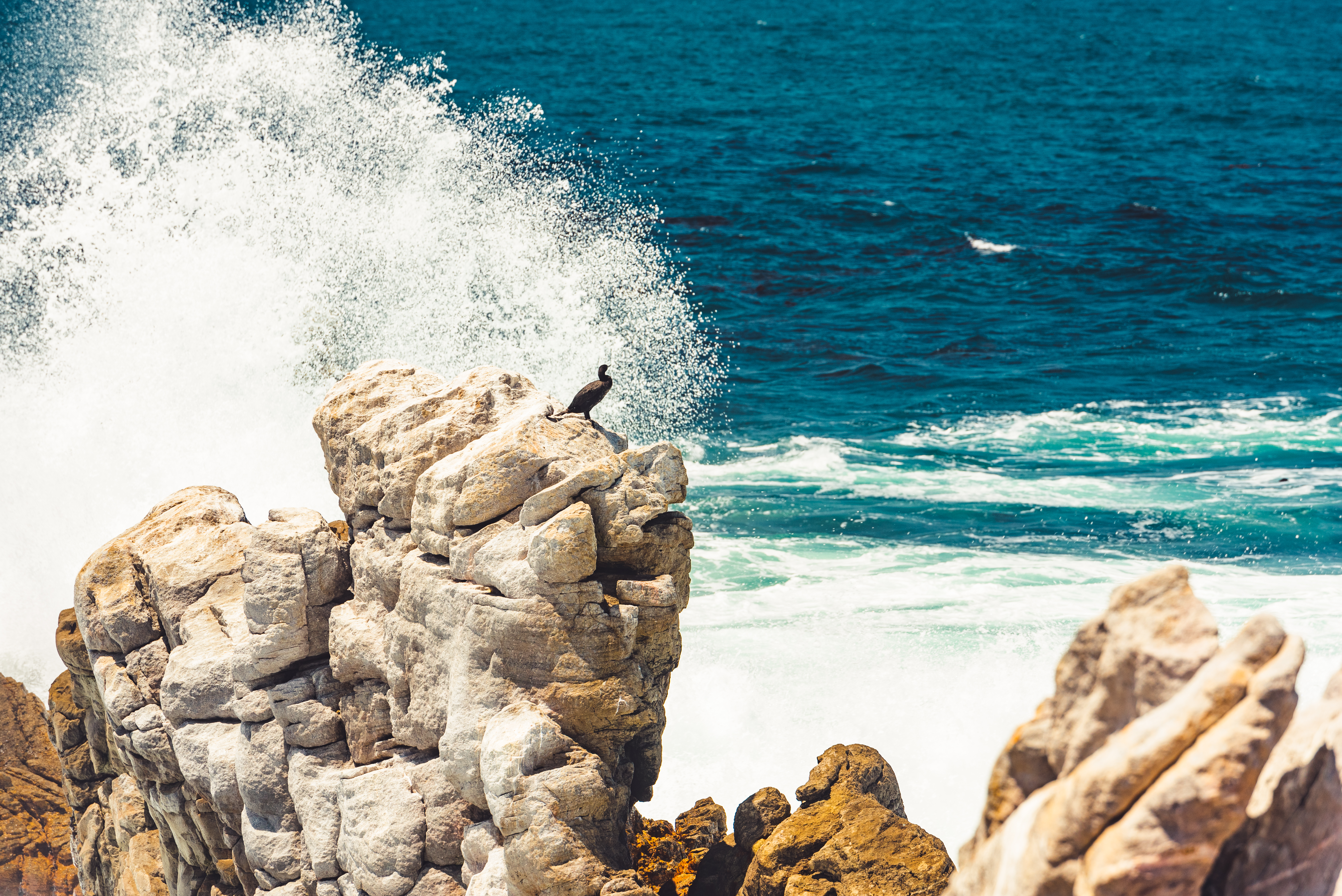 Great cormorant also known as the great cormorant (Phalacrocorax carbo), known as the black shag, enjoying its view at Boulders Beach, South Africa