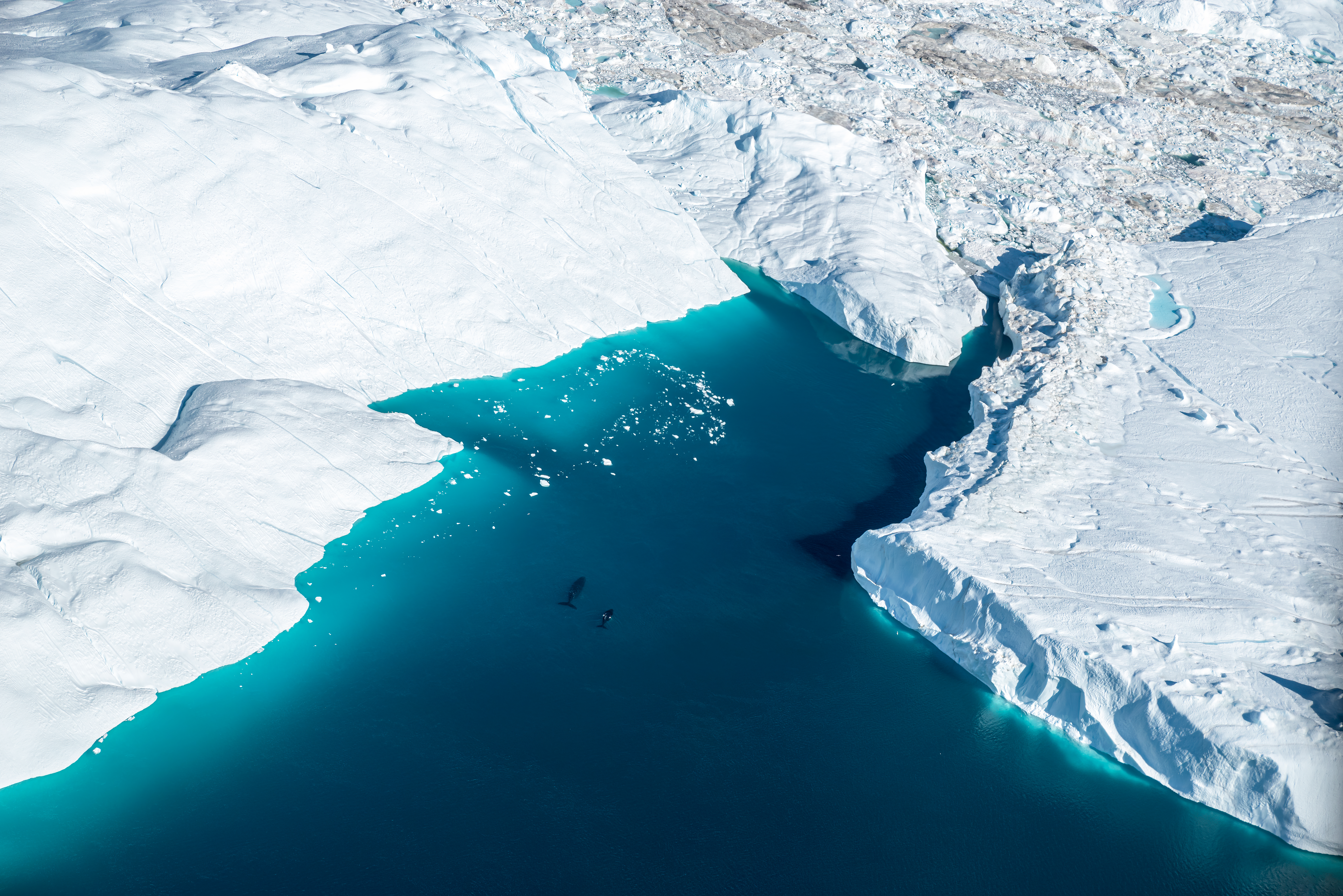 Aerial point of view of two whales in the middle of the icebergs melting in Greenland