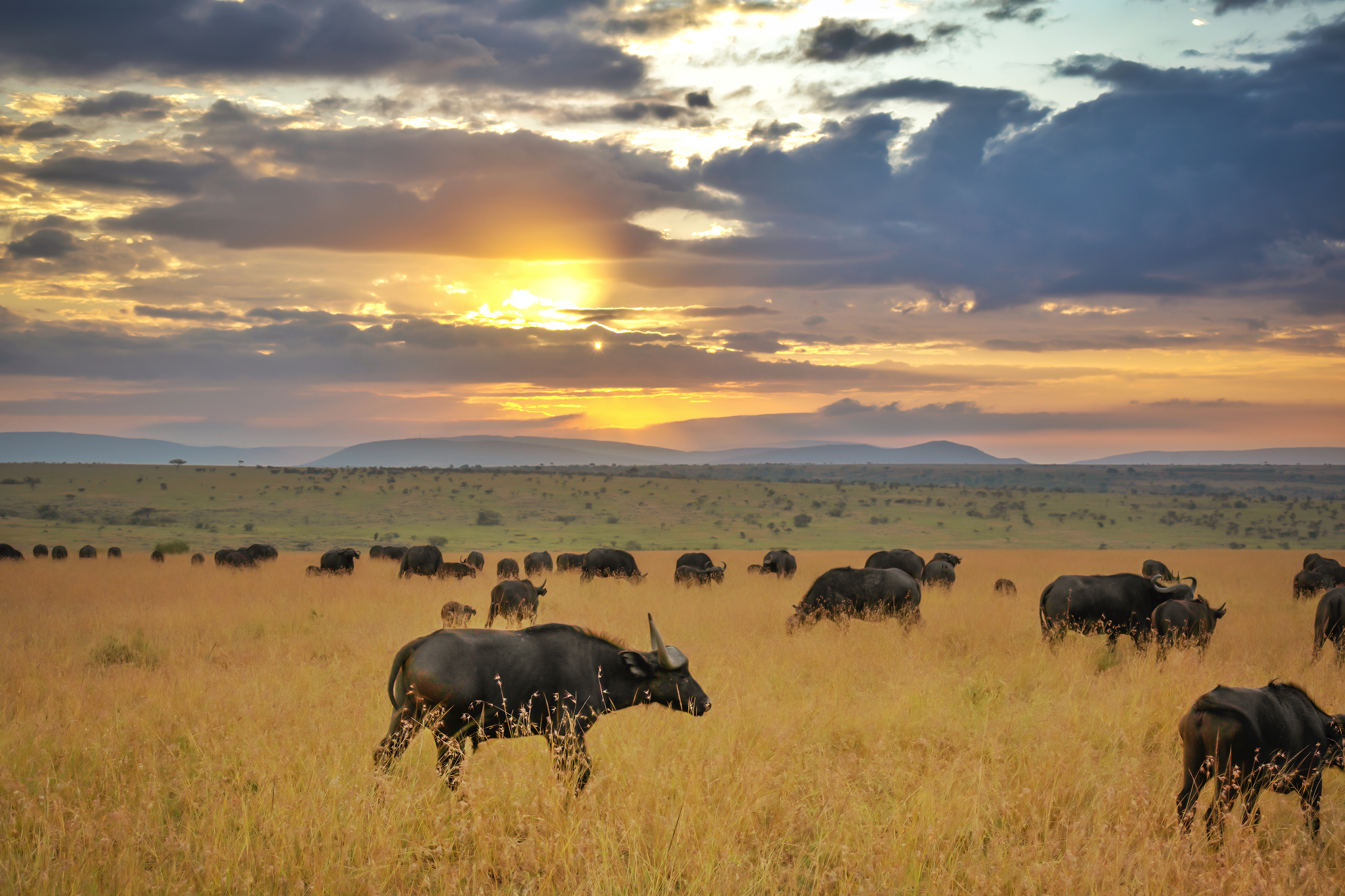 Herd of African buffalo in the Maasai Mara National Reserve