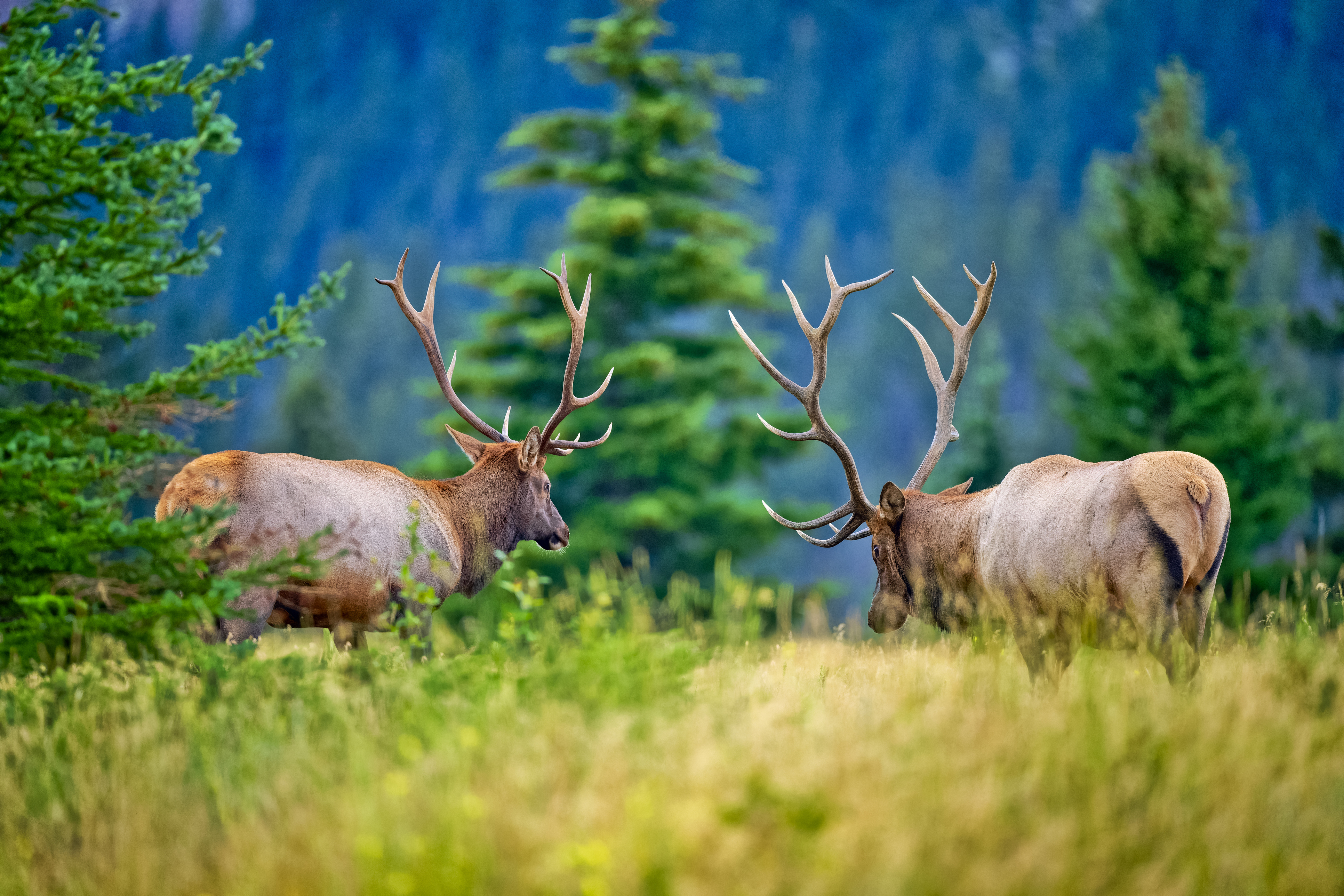 Bull elk sparring off in Jasper National Park