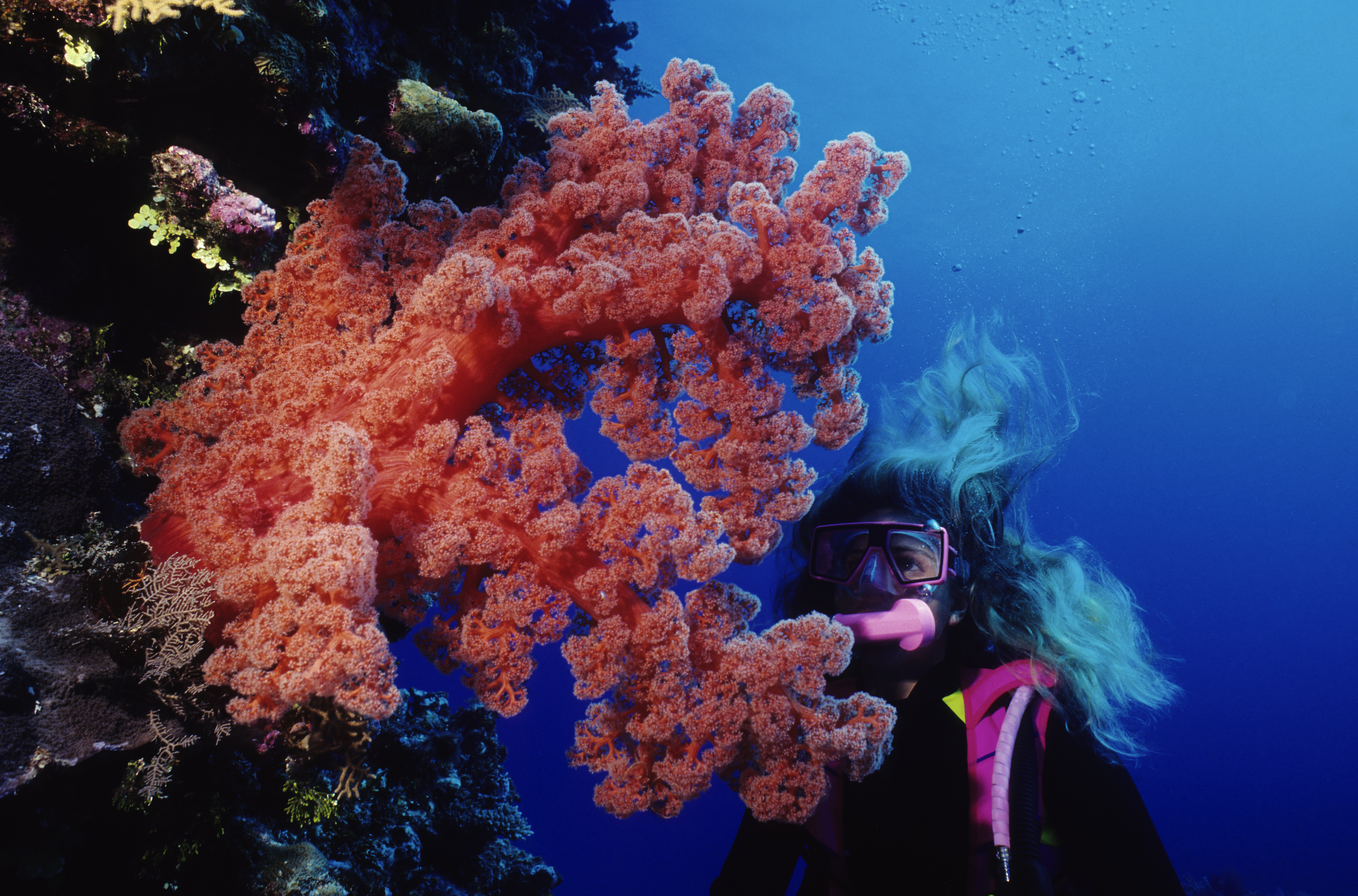Woman Diver looking at red soft coral. Woman Diver looking at red soft coral.