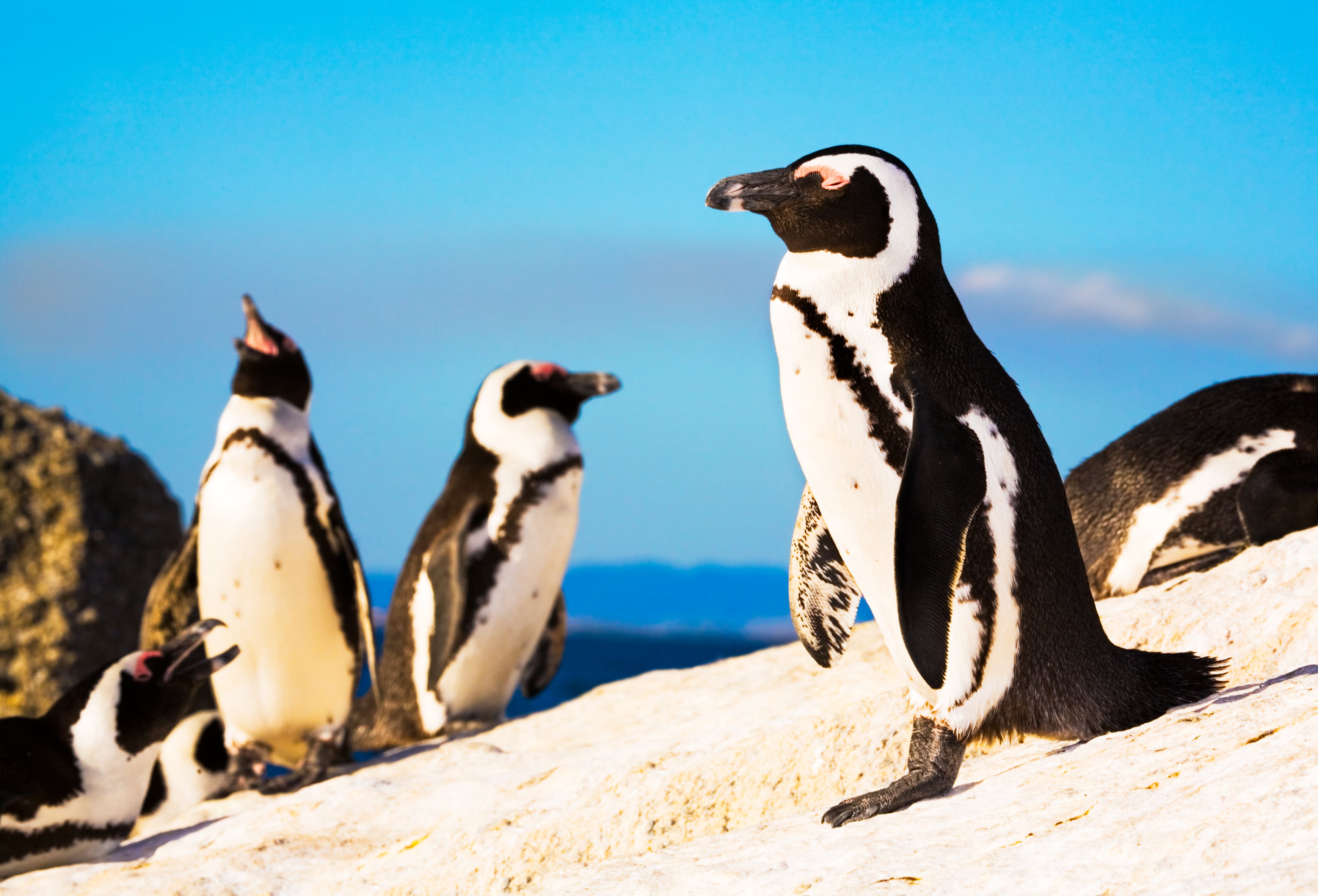 Members of the famous African Penguin colony at Boulders Beach, Simonstown, Cape Town, South Africa.