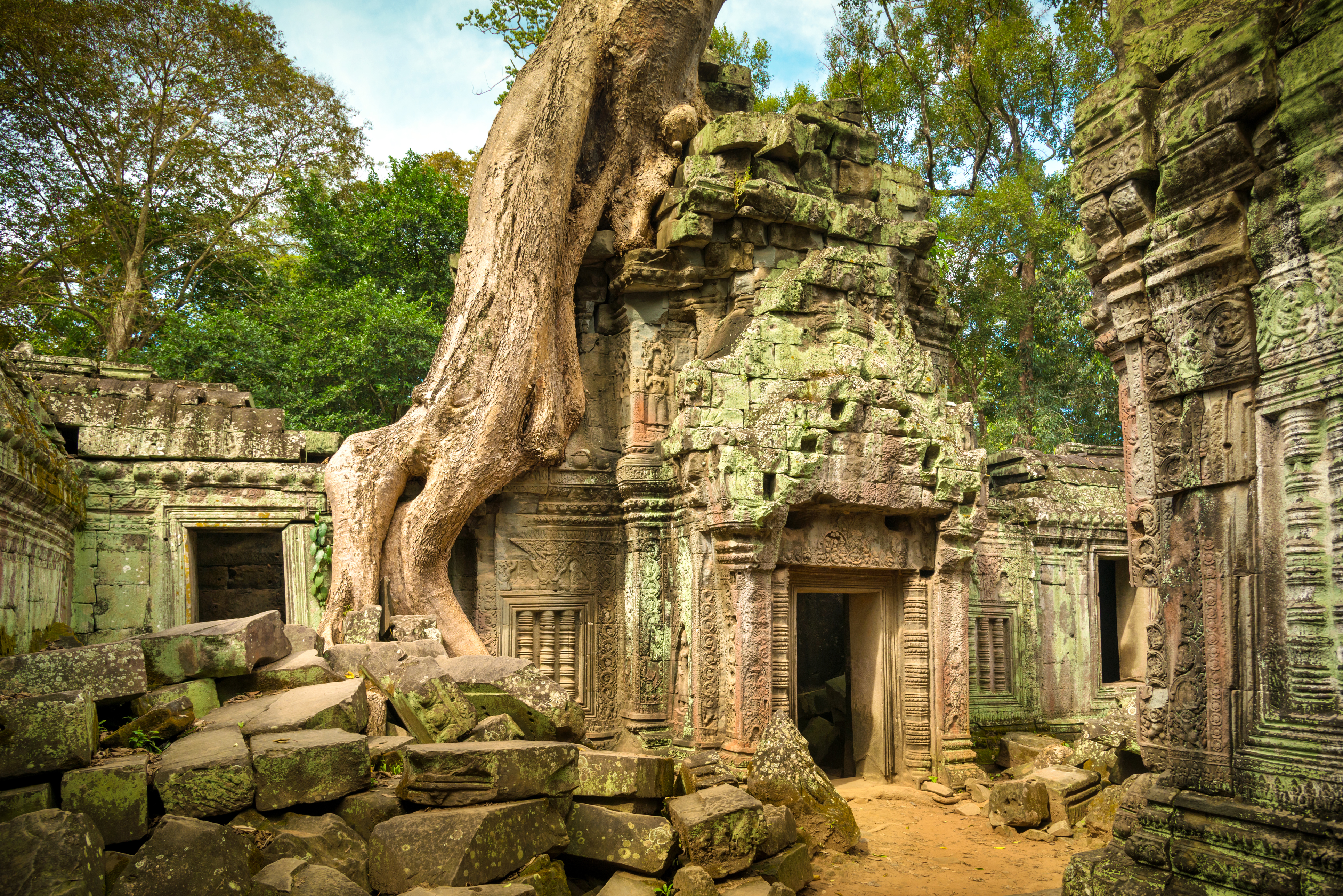 Large tree growing over the top of a temple in Angkor, Cambodia