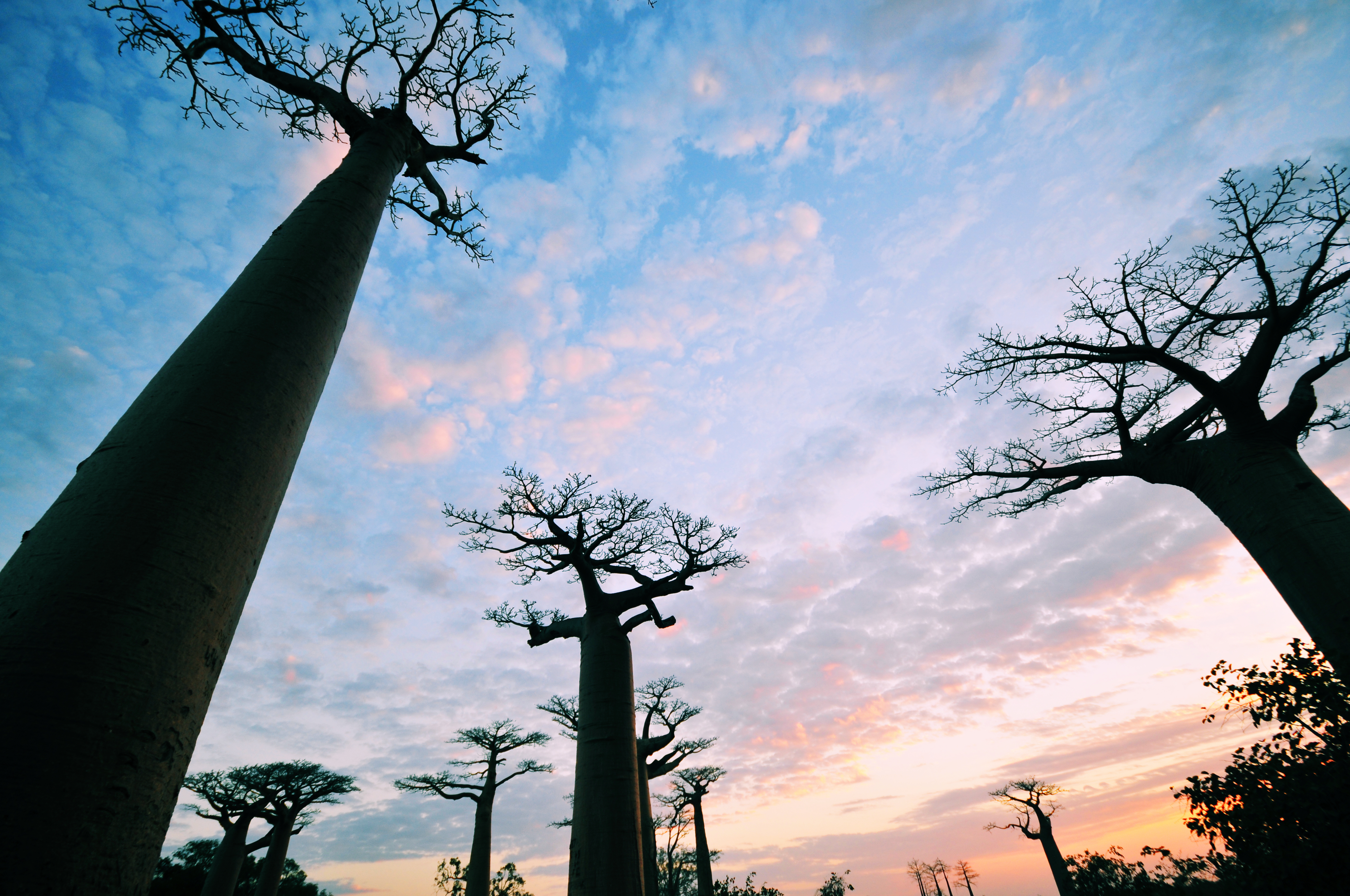 Roots' in the sky - baobabs at sunset