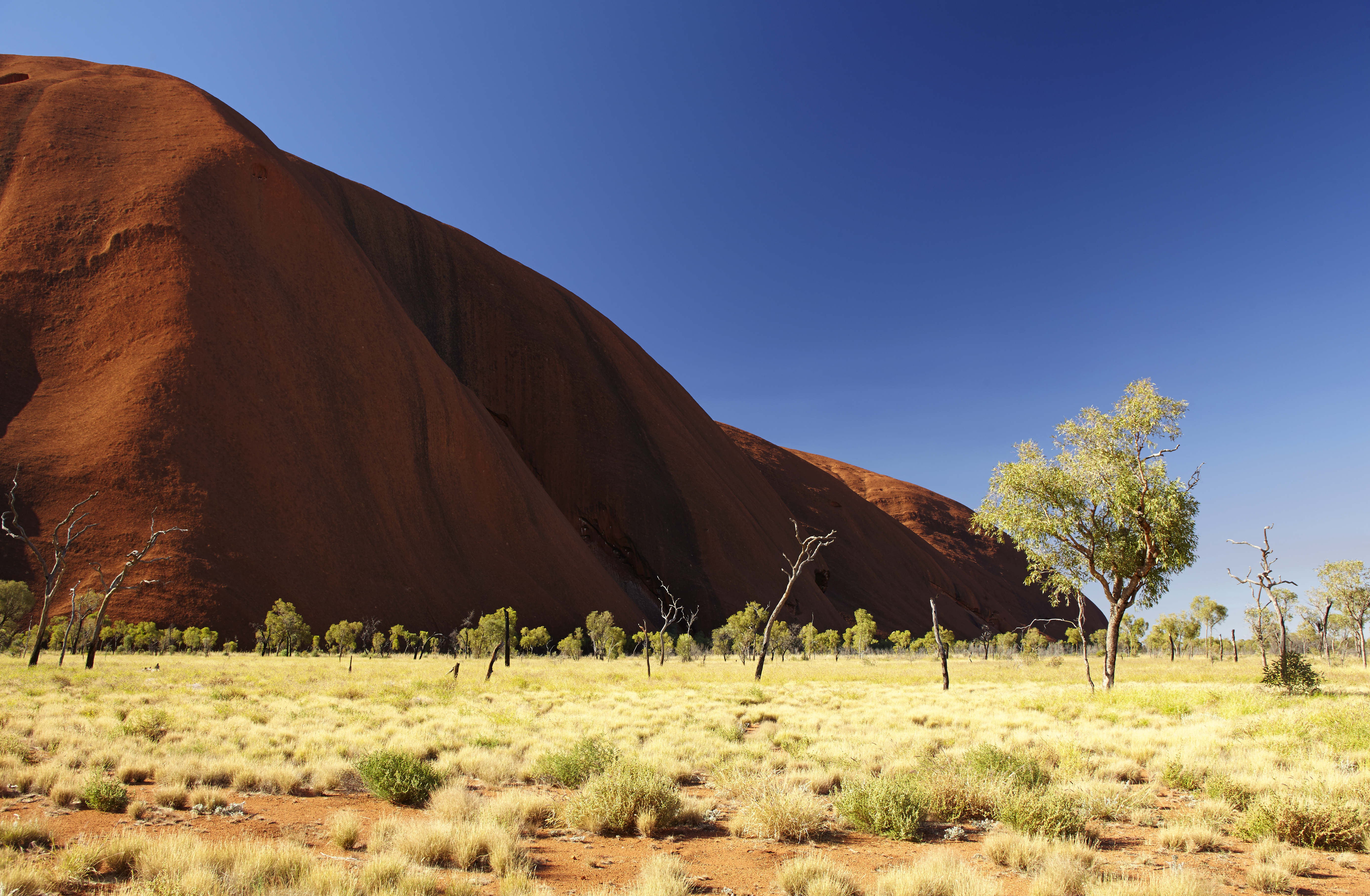 The sun shines down on eucalypt trees (also known as gumtrees) at the base of the great monolith Uluru