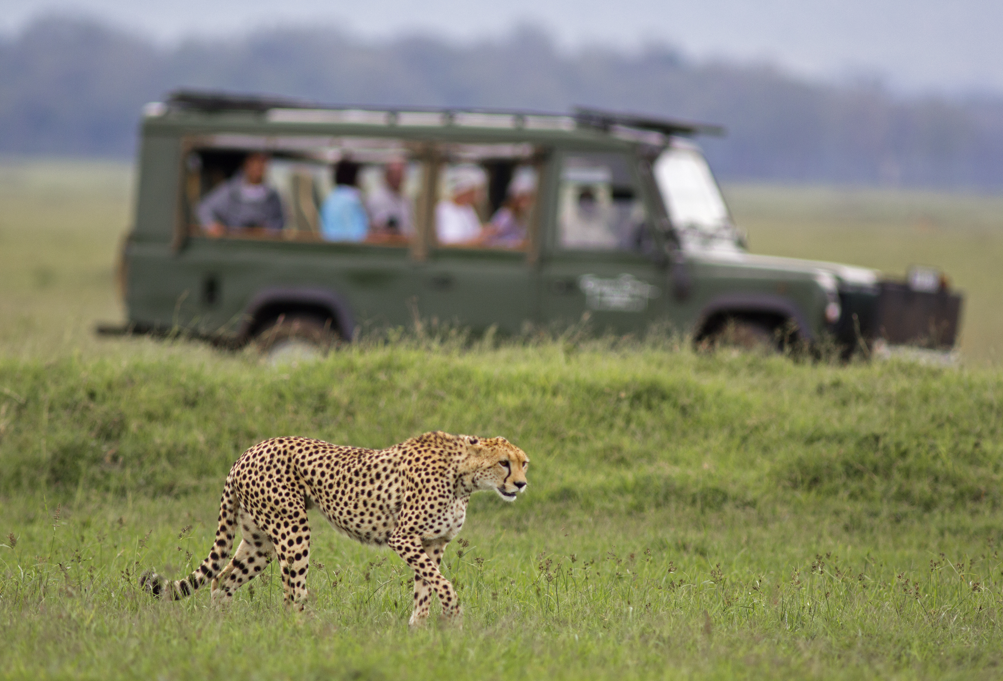Stalking cheetah watched with safari vehicle background - Masai Mara