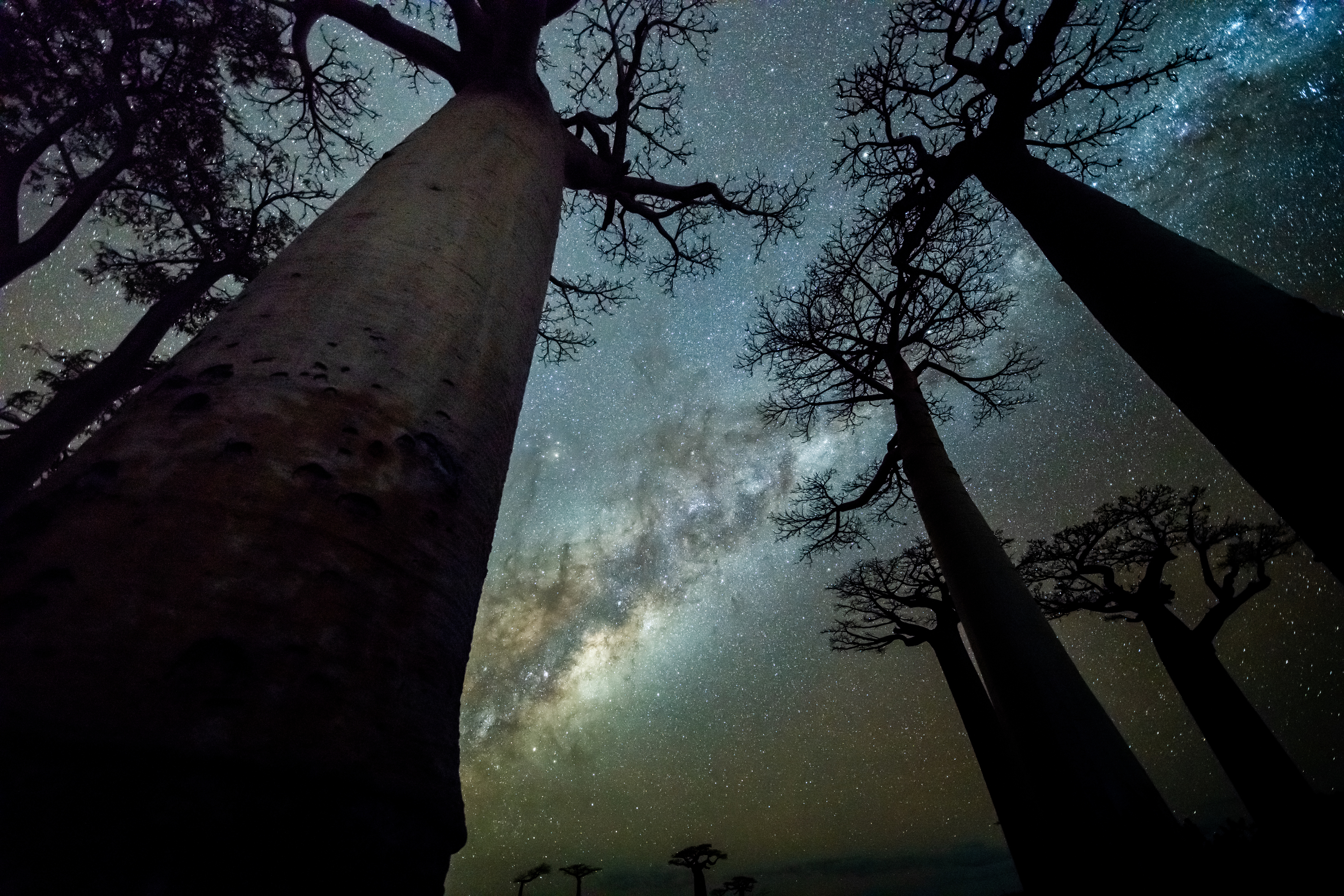 Milky Way at Avenue of the Baobabs