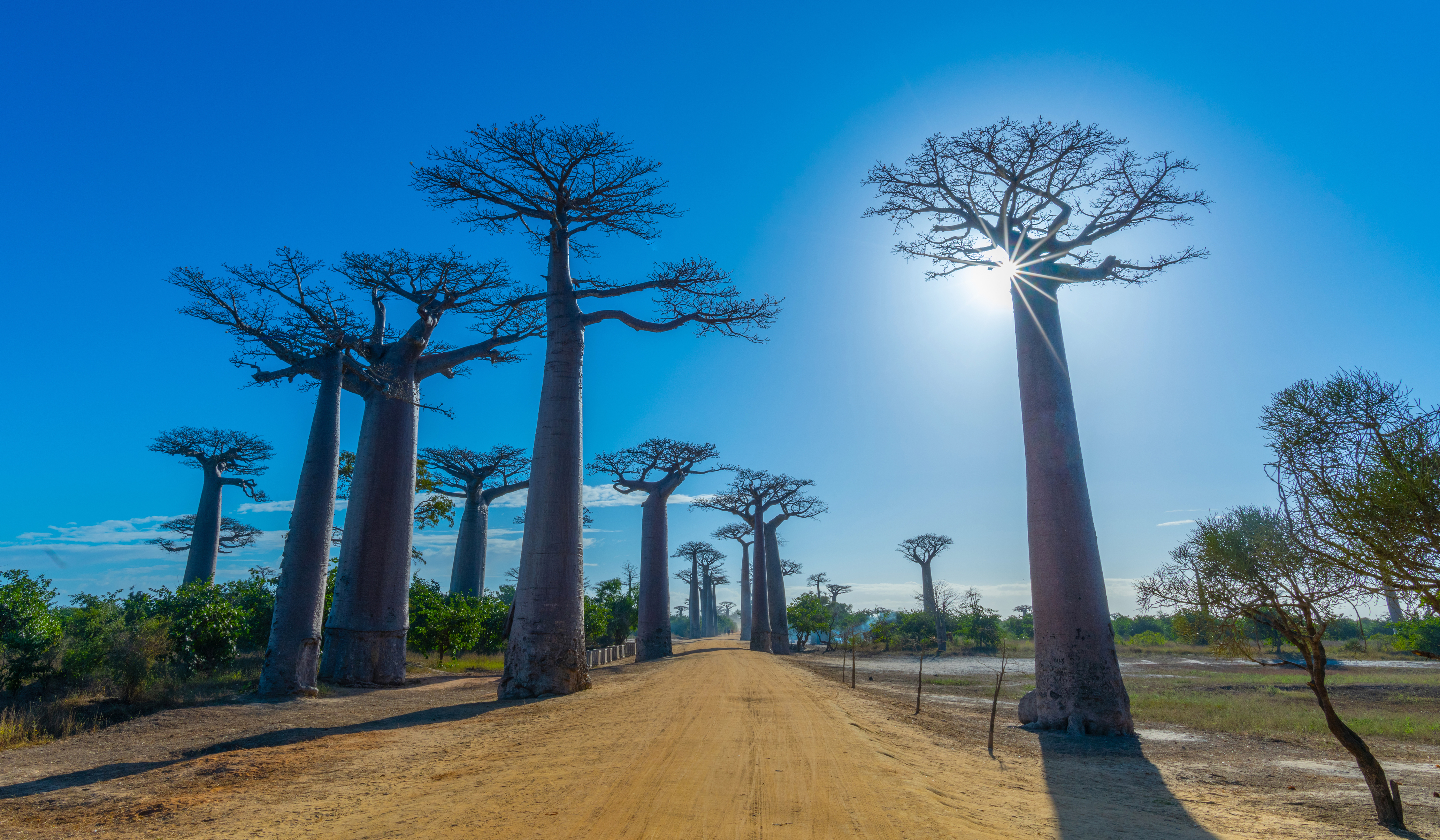 Avenue de Baobab
